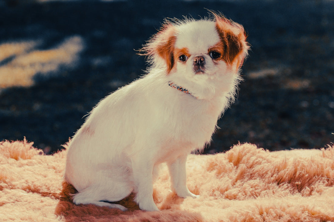 Japanese Chin: Breed Guide — Temperament, Care & Fun Facts