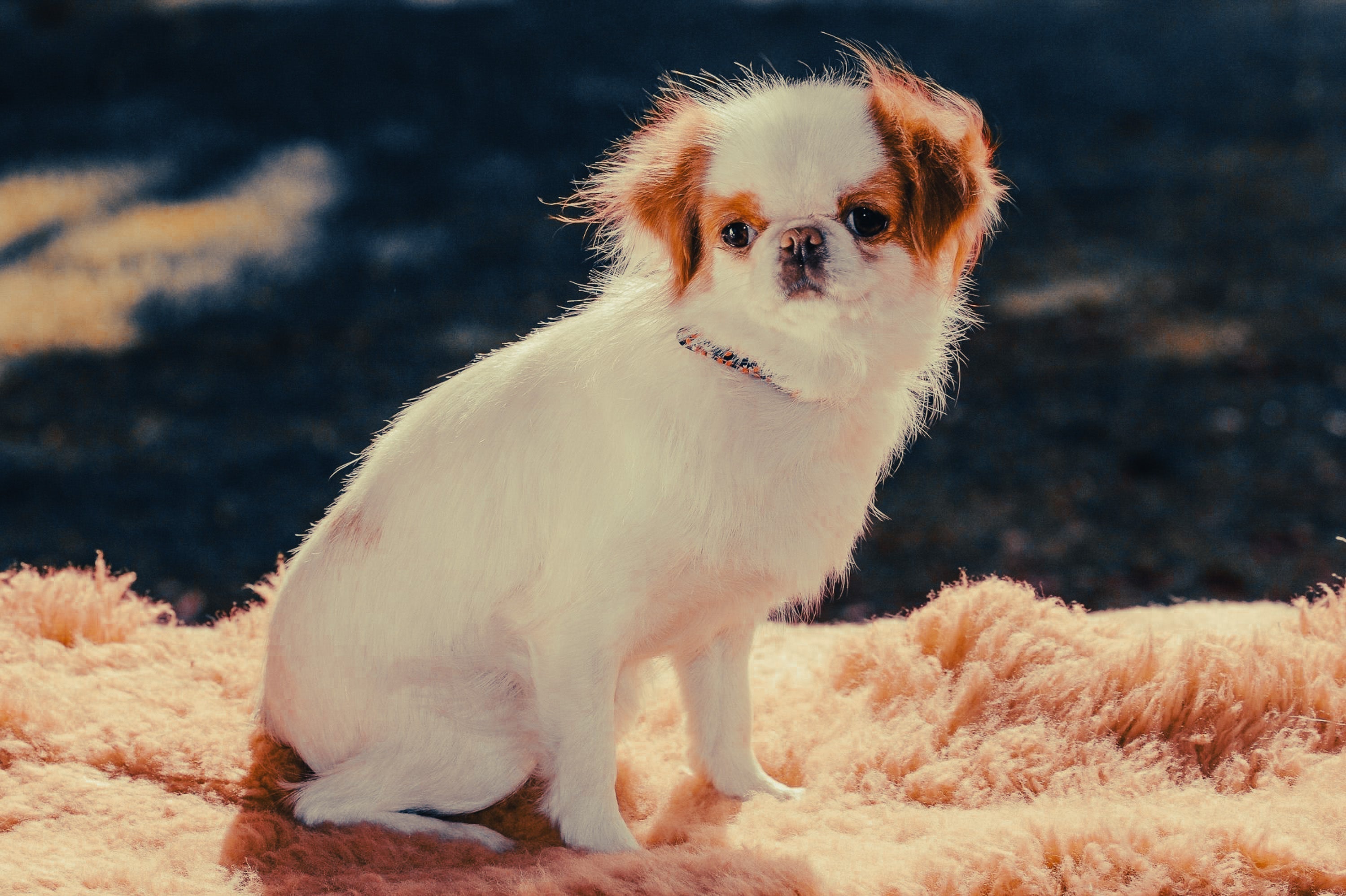 Japanese Chin: Breed Guide — Temperament, Care & Fun Facts