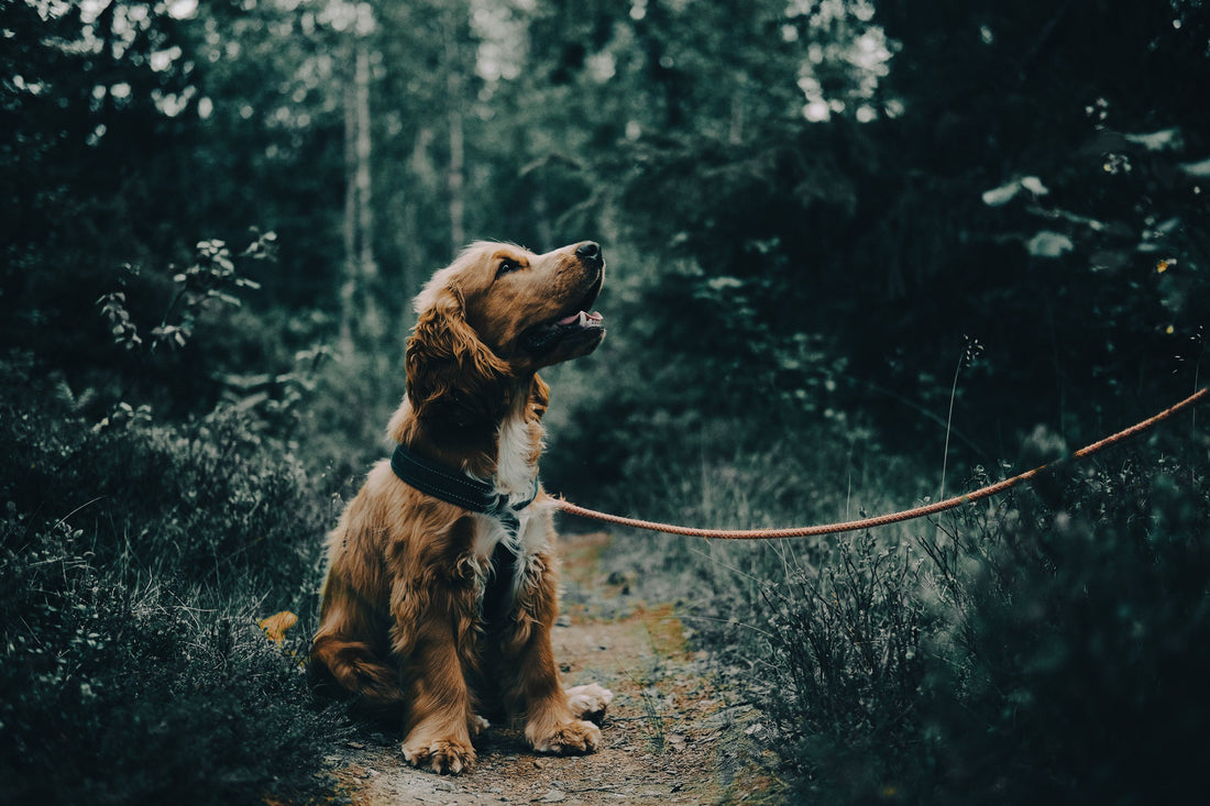 Keeshond: Breed Guide — Temperament, Care & Fun Facts