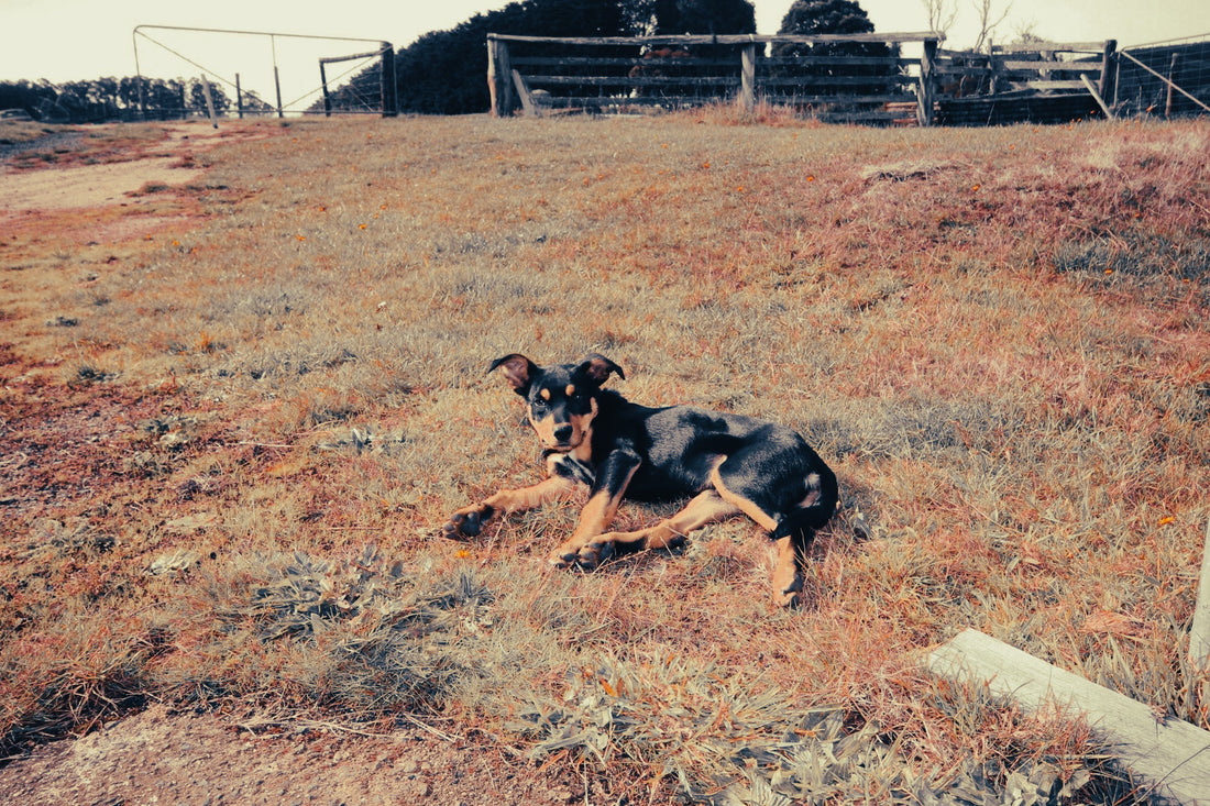 Australian Kelpie: Breed Guide — Temperament, Care & Fun Facts