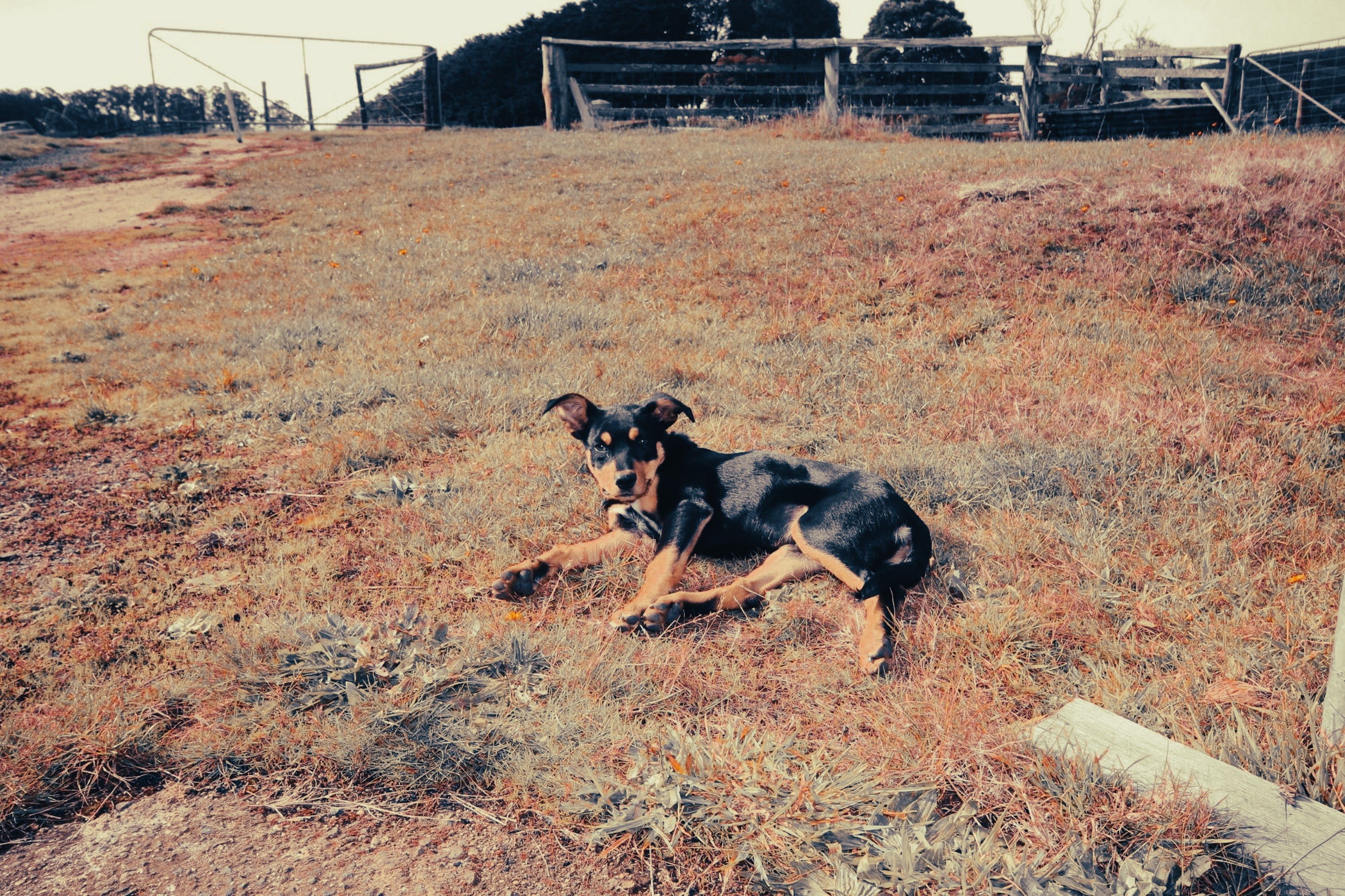 Australian Kelpie: Breed Guide — Temperament, Care & Fun Facts