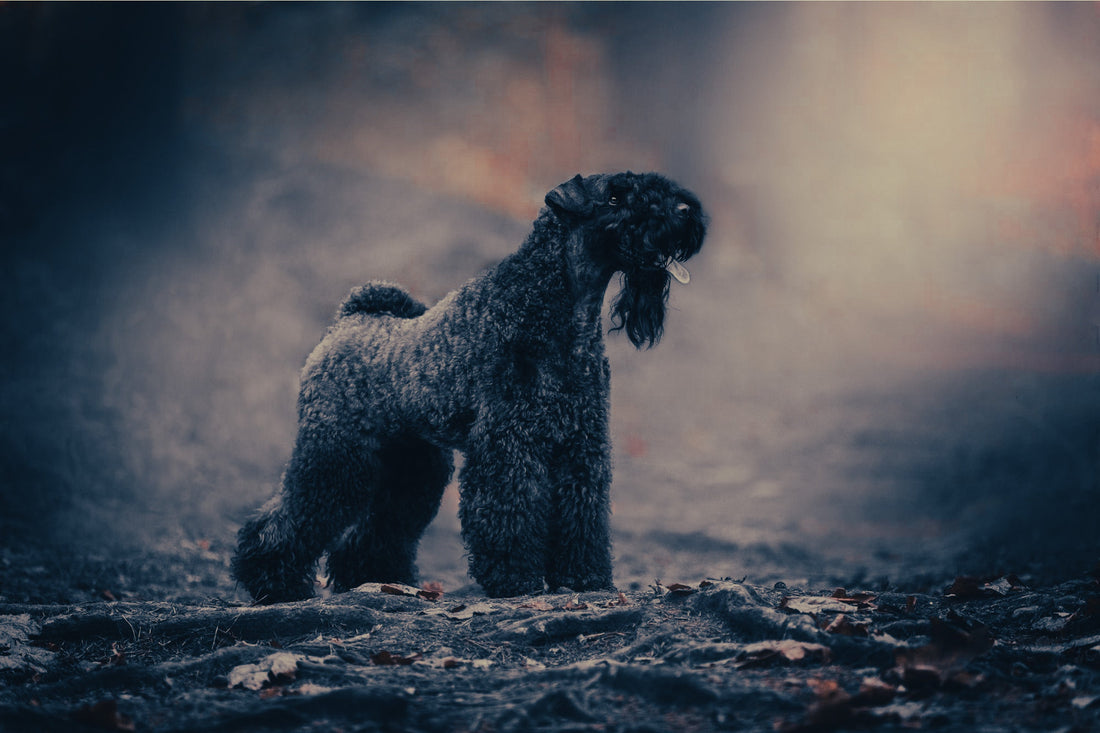 Kerry Blue Terrier: Breed Guide — Temperament, Care & Fun Facts