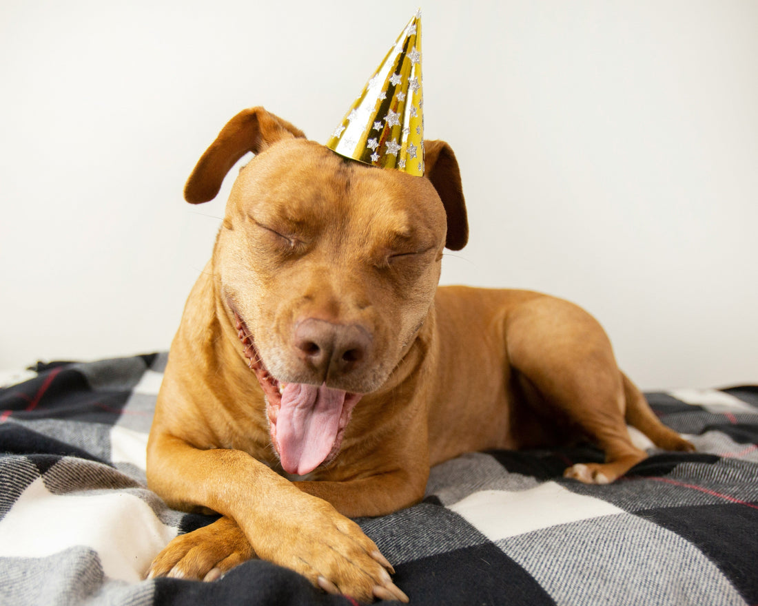 Thank You Gift Ideas for Vet Assistants — The Heart of Every Clinic
