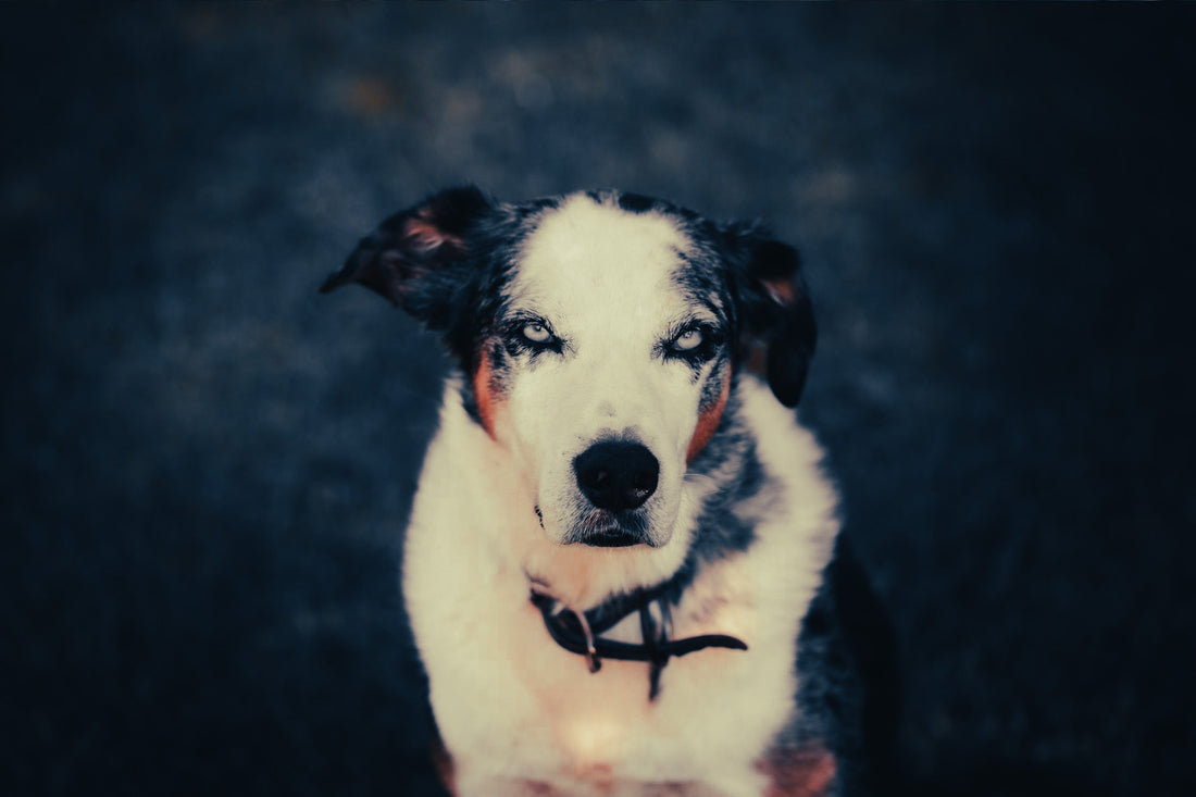 Koolie: Breed Guide — Temperament, Care & Fun Facts