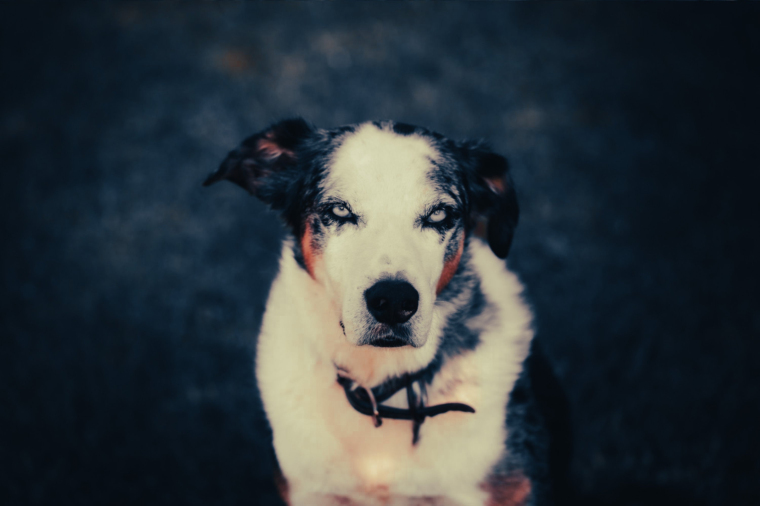 Koolie: Breed Guide — Temperament, Care & Fun Facts