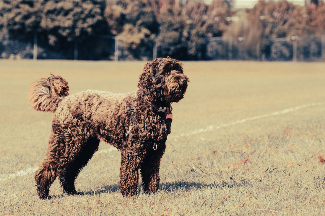 Labradoodle: Breed Guide — Temperament, Care & Fun Facts