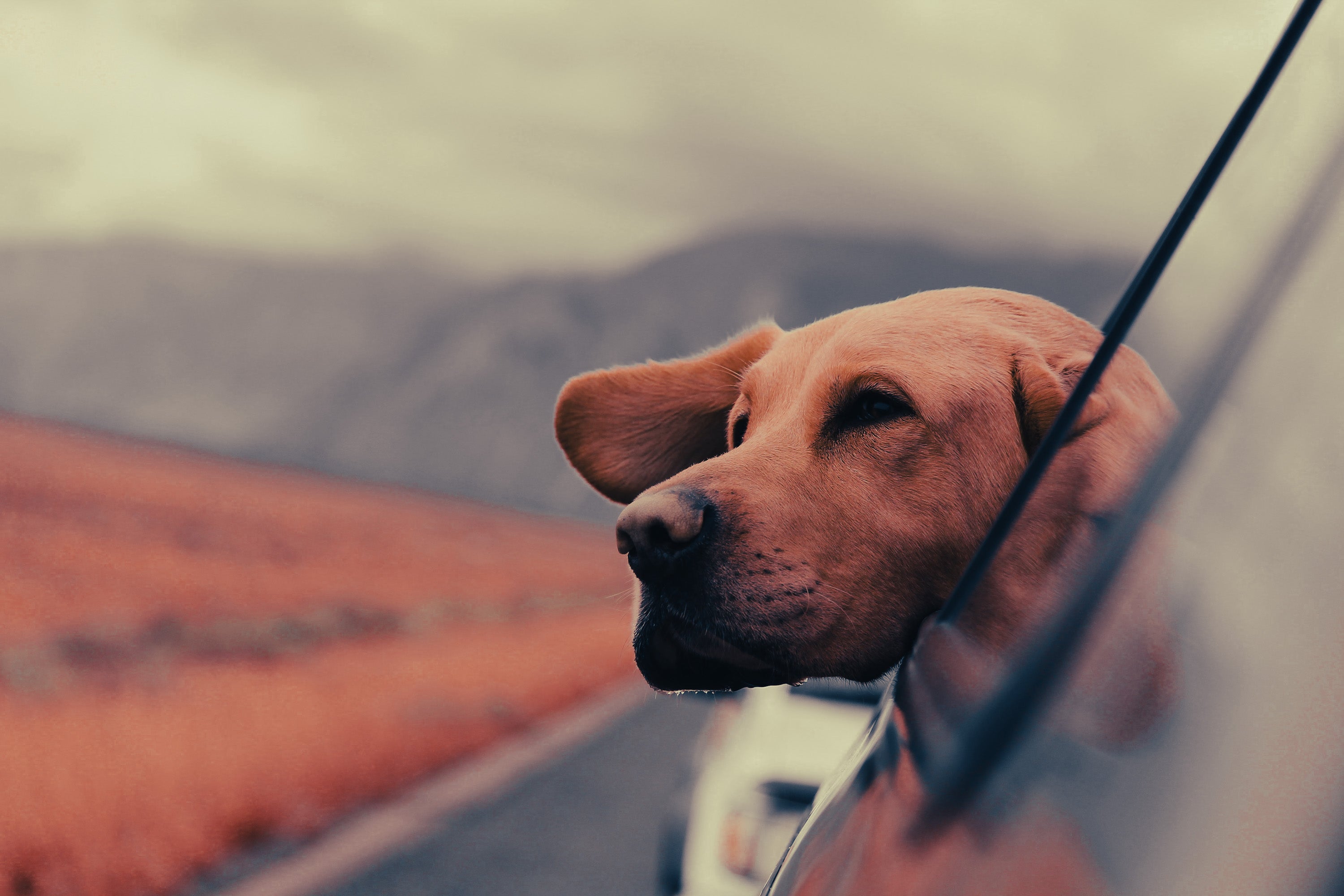 Labrador Retriever: Breed Guide — Temperament, Care & Fun Facts