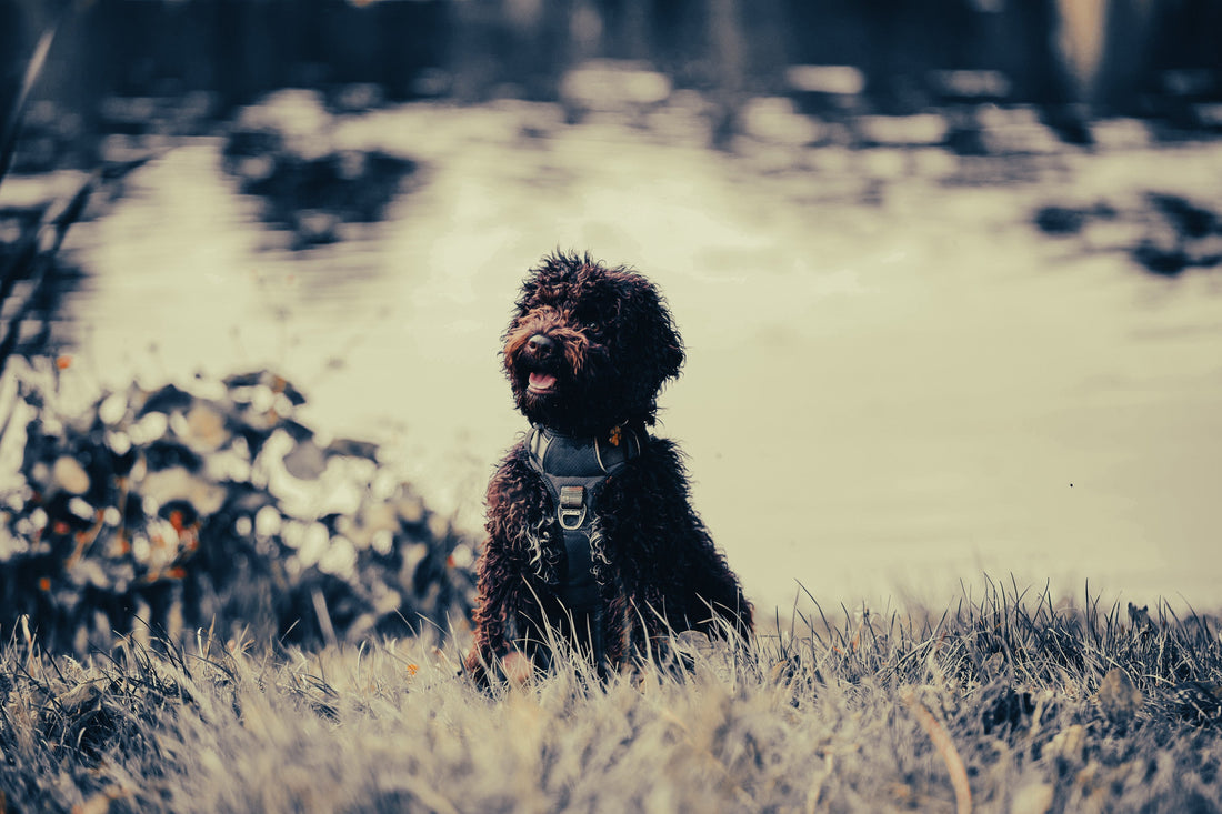 Lagotto Romagnolo: Breed Guide — Temperament, Care & Fun Facts