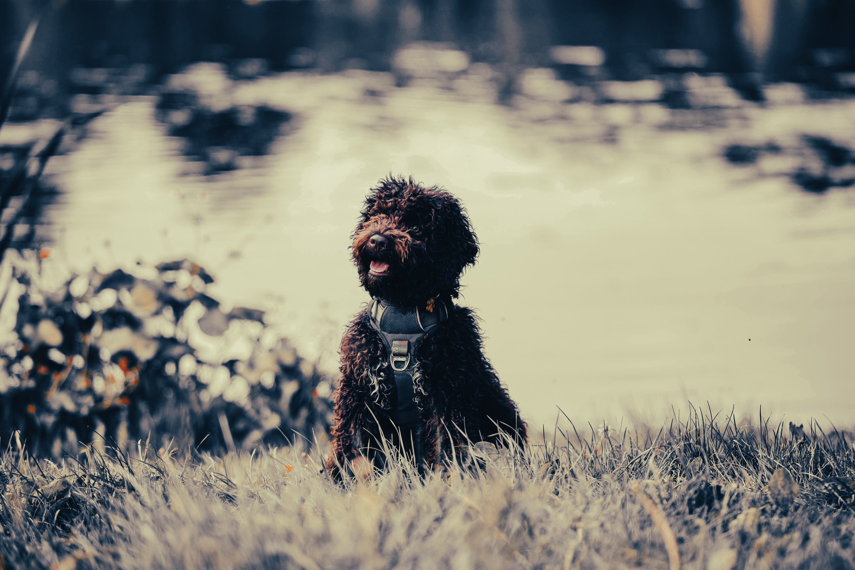 Lagotto Romagnolo: Breed Guide — Temperament, Care & Fun Facts