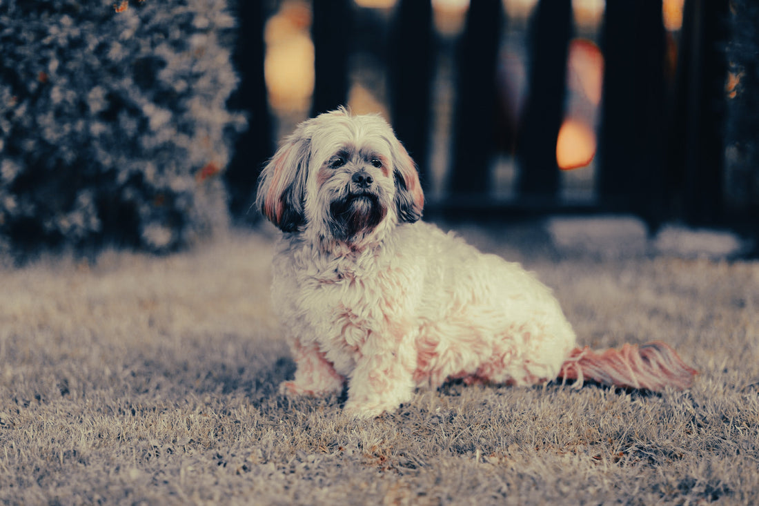 Lhasa Apso: Breed Guide — Temperament, Care & Fun Facts