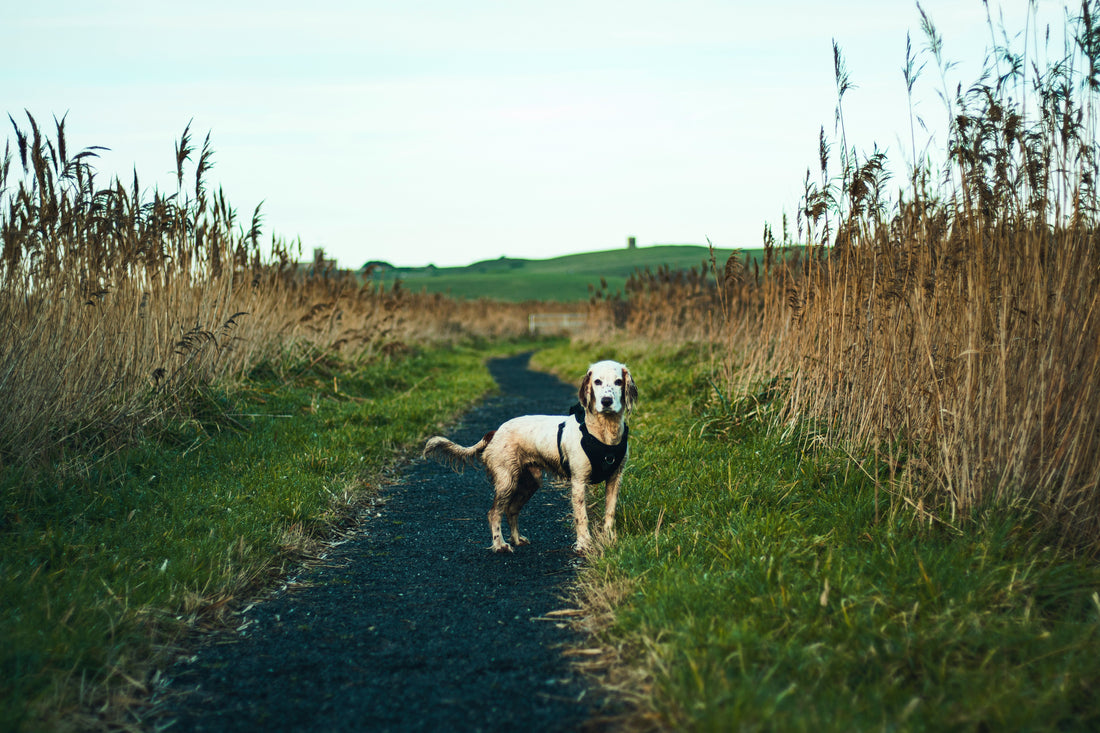 Why Every Dog Owner Needs a QR Smart Pet ID Tag