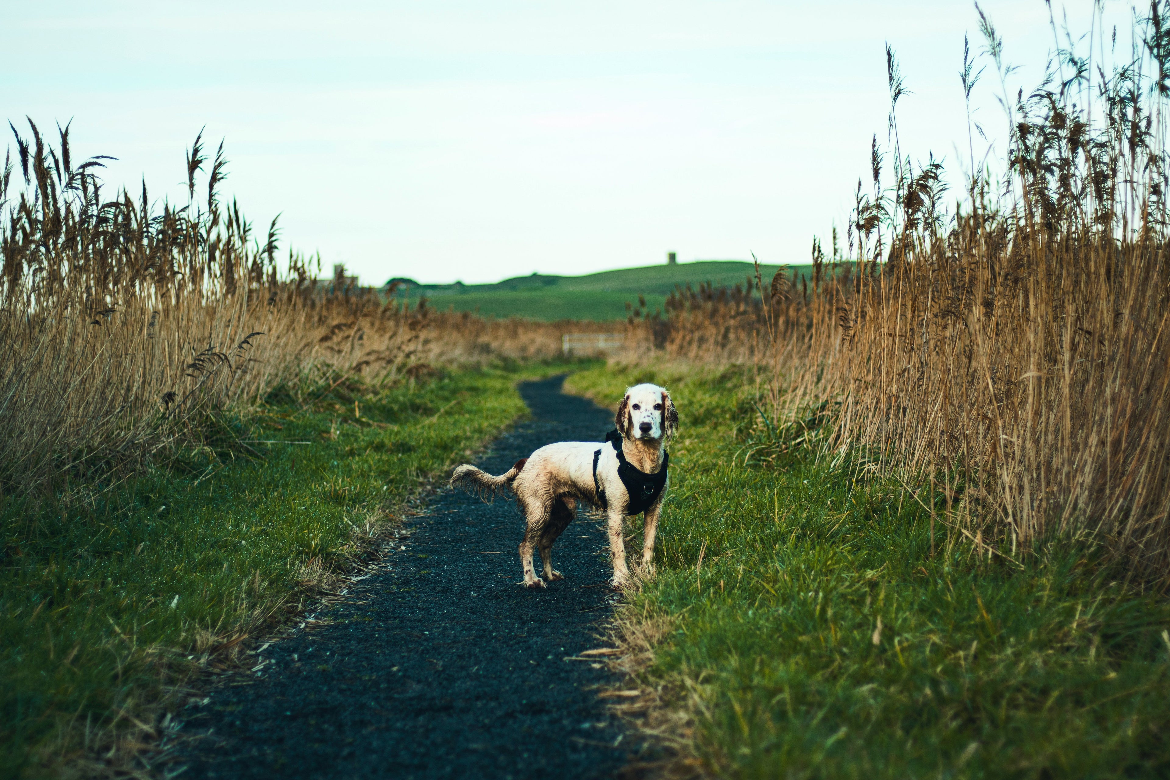 Why Every Dog Owner Needs a QR Smart Pet ID Tag