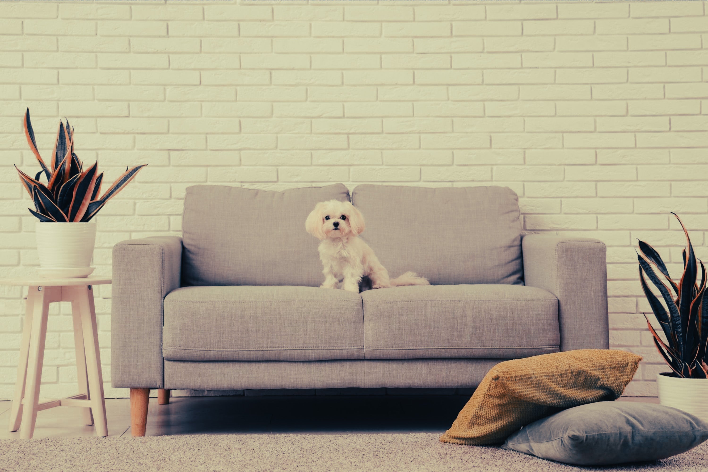 Maltese: Breed Guide — Temperament, Care & Fun Facts