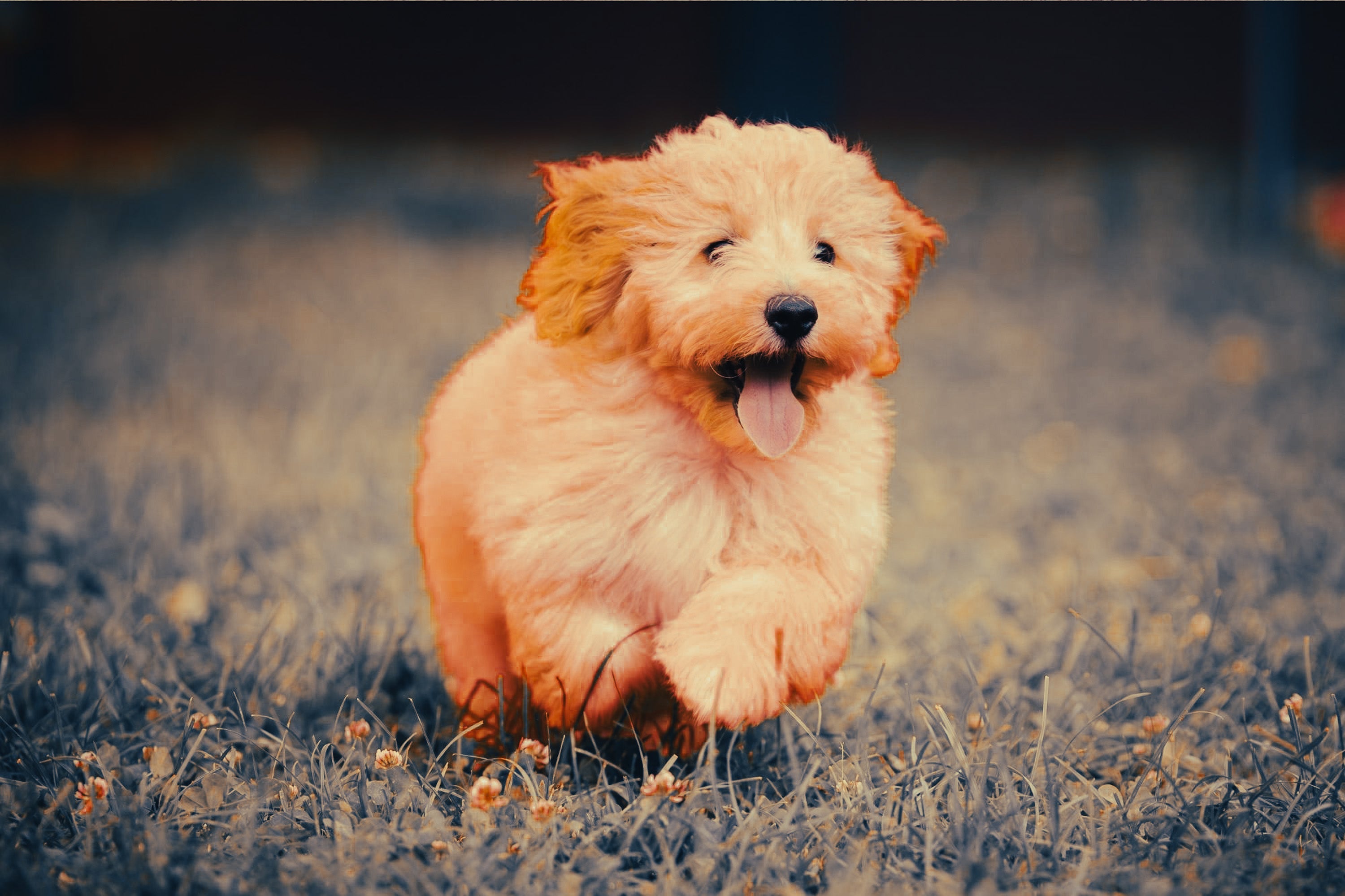 Maltipoo: Breed Guide — Temperament, Care & Fun Facts