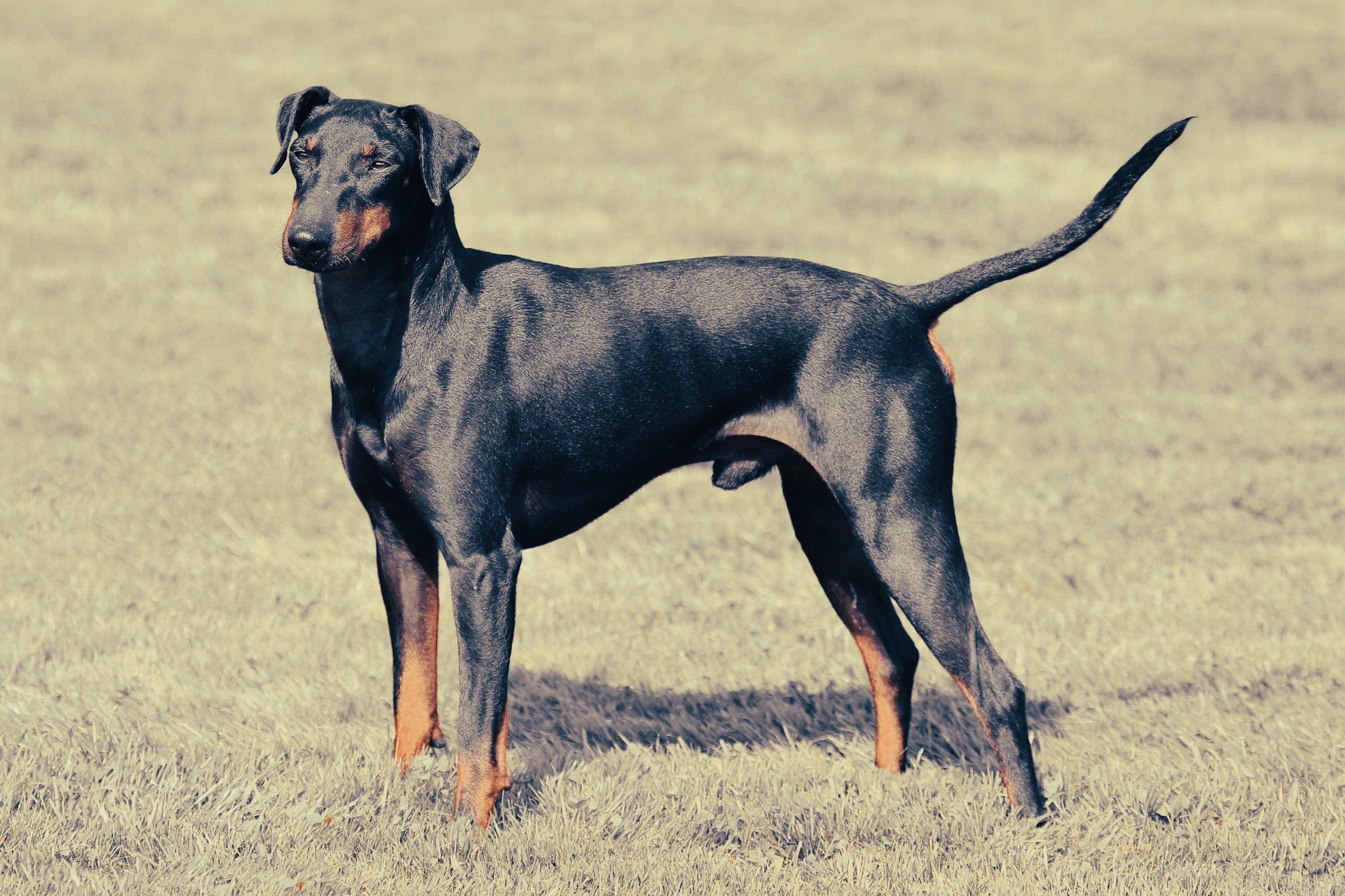 Manchester Terrier: Breed Guide — Temperament, Care & Fun Facts
