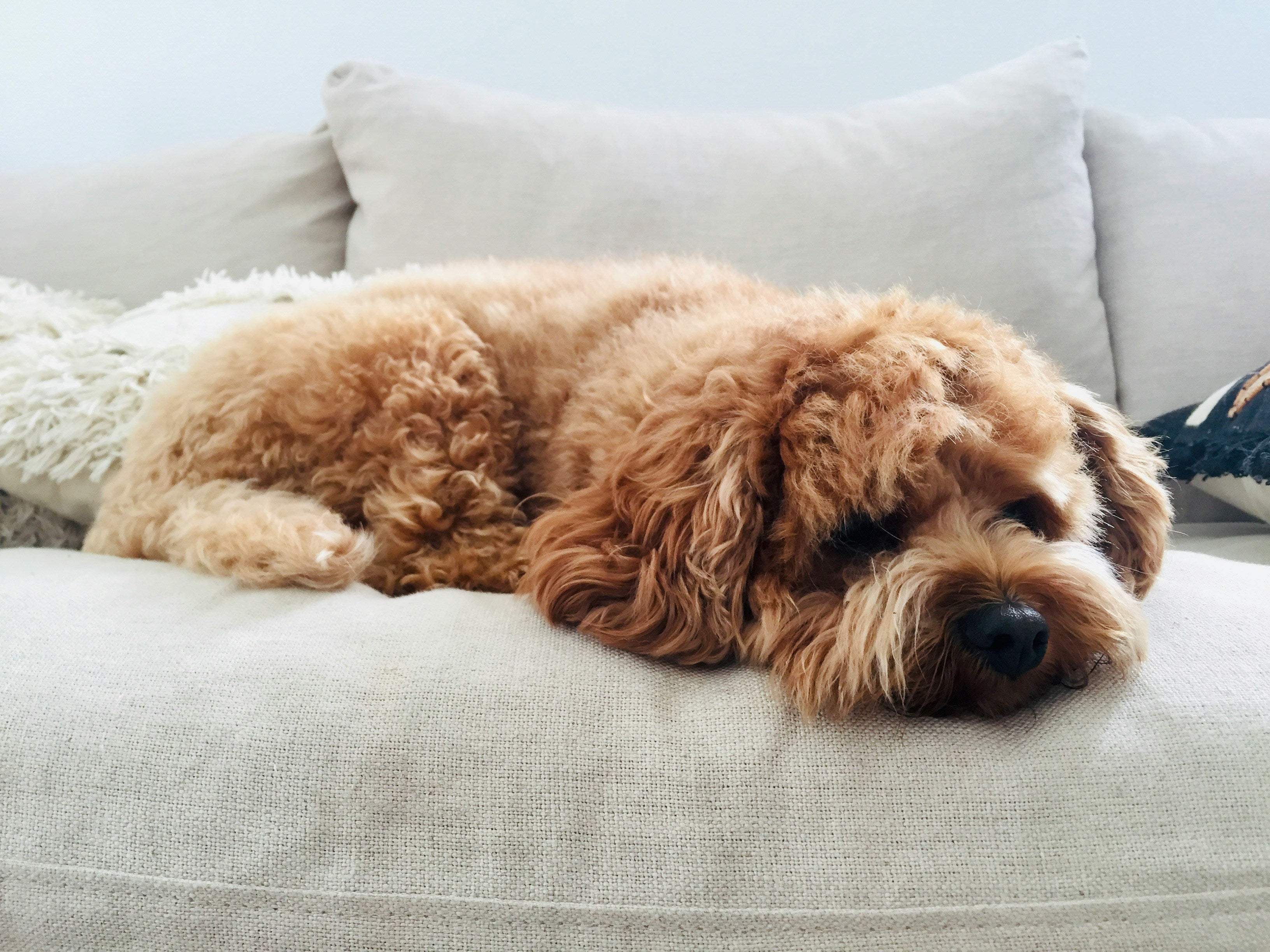 Thank You Gift Ideas for Vet Nurses — The Unsung Heroes of Animal Care
