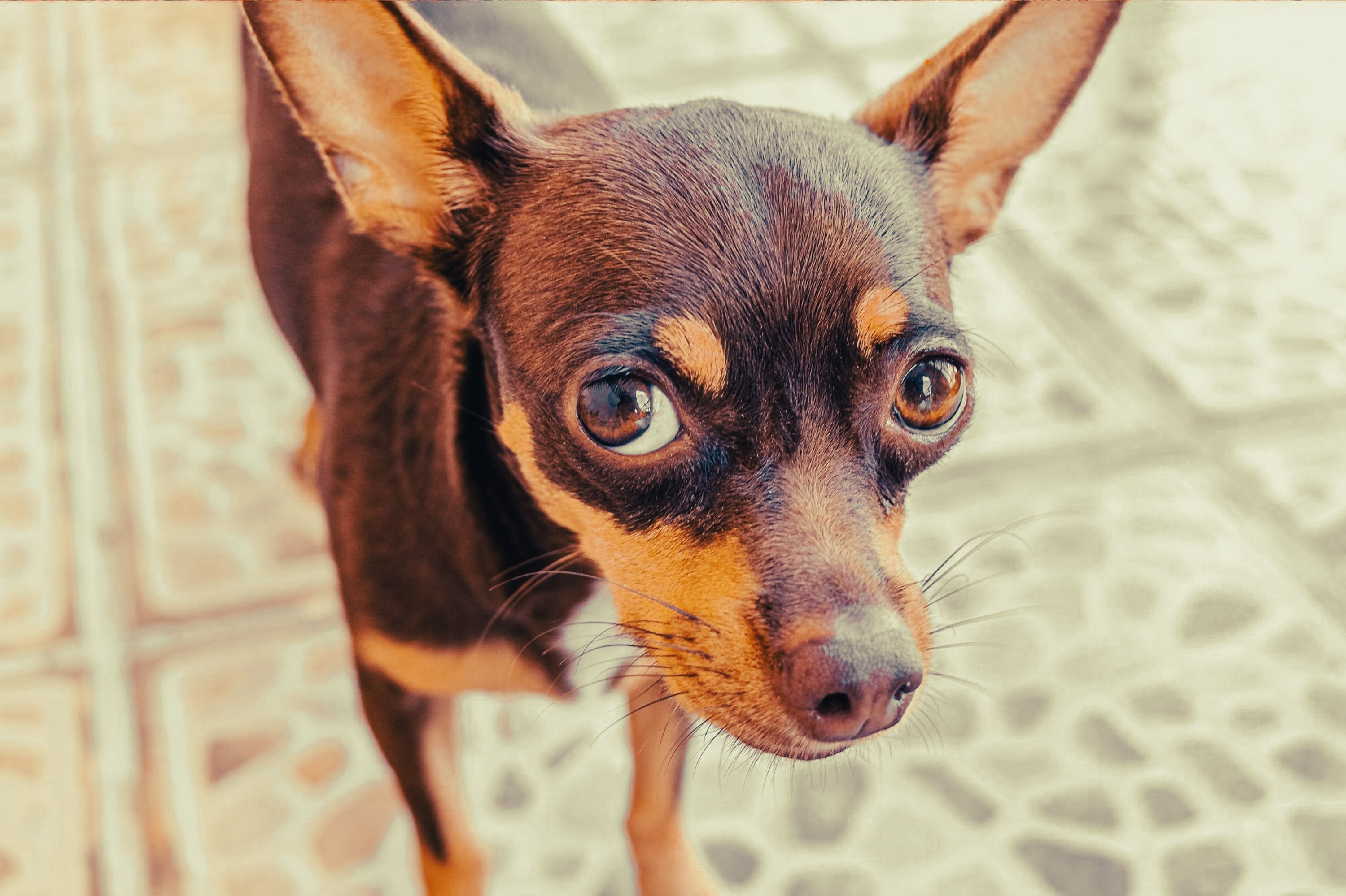 Miniature Pinscher: Breed Guide — Temperament, Care & Fun Facts