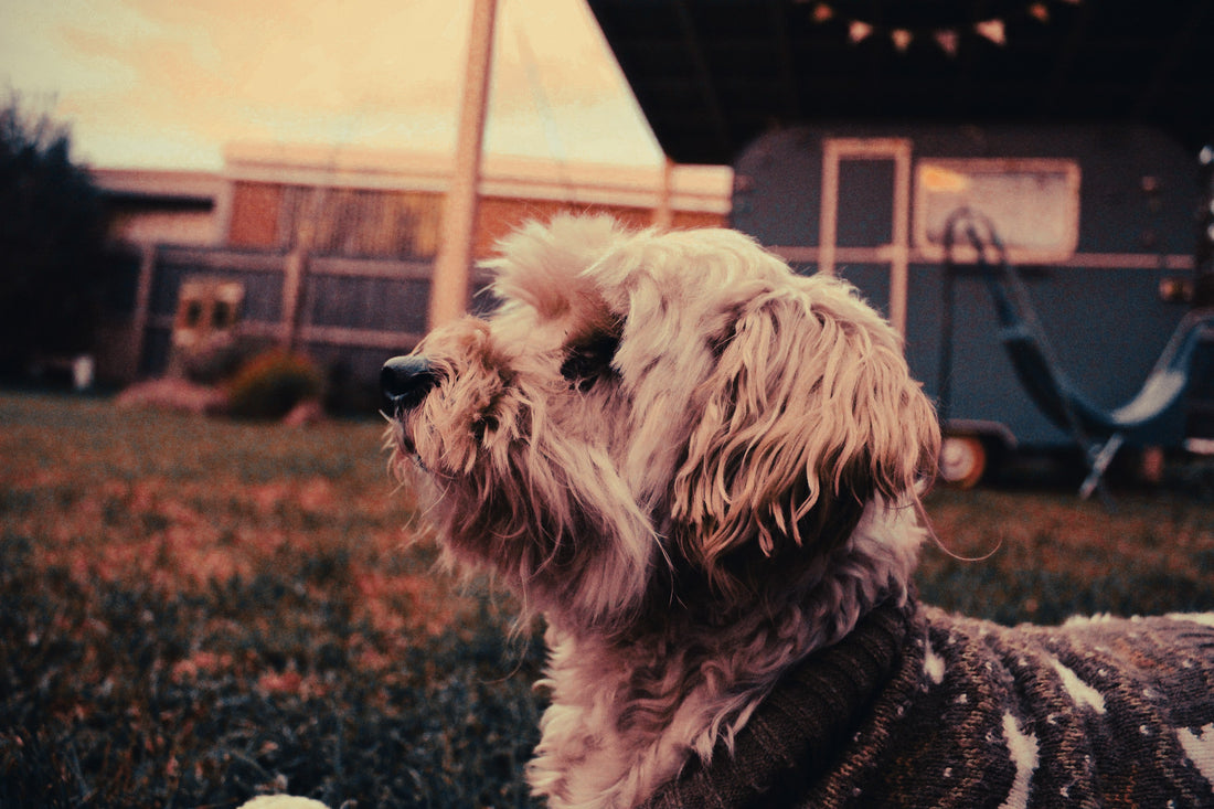 Moodle: Breed Guide — Temperament, Care & Fun Facts