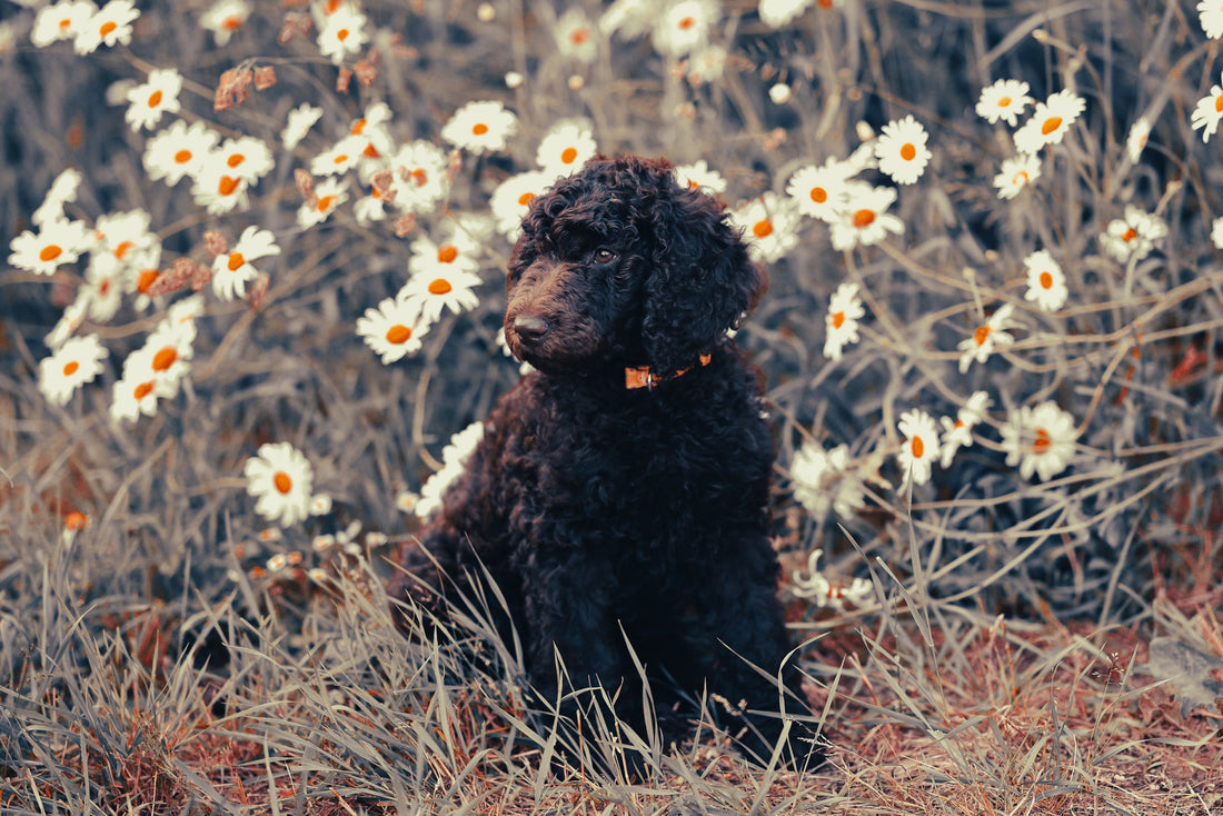 Murray River Retriever: Breed Guide — Temperament, Care & Fun Facts