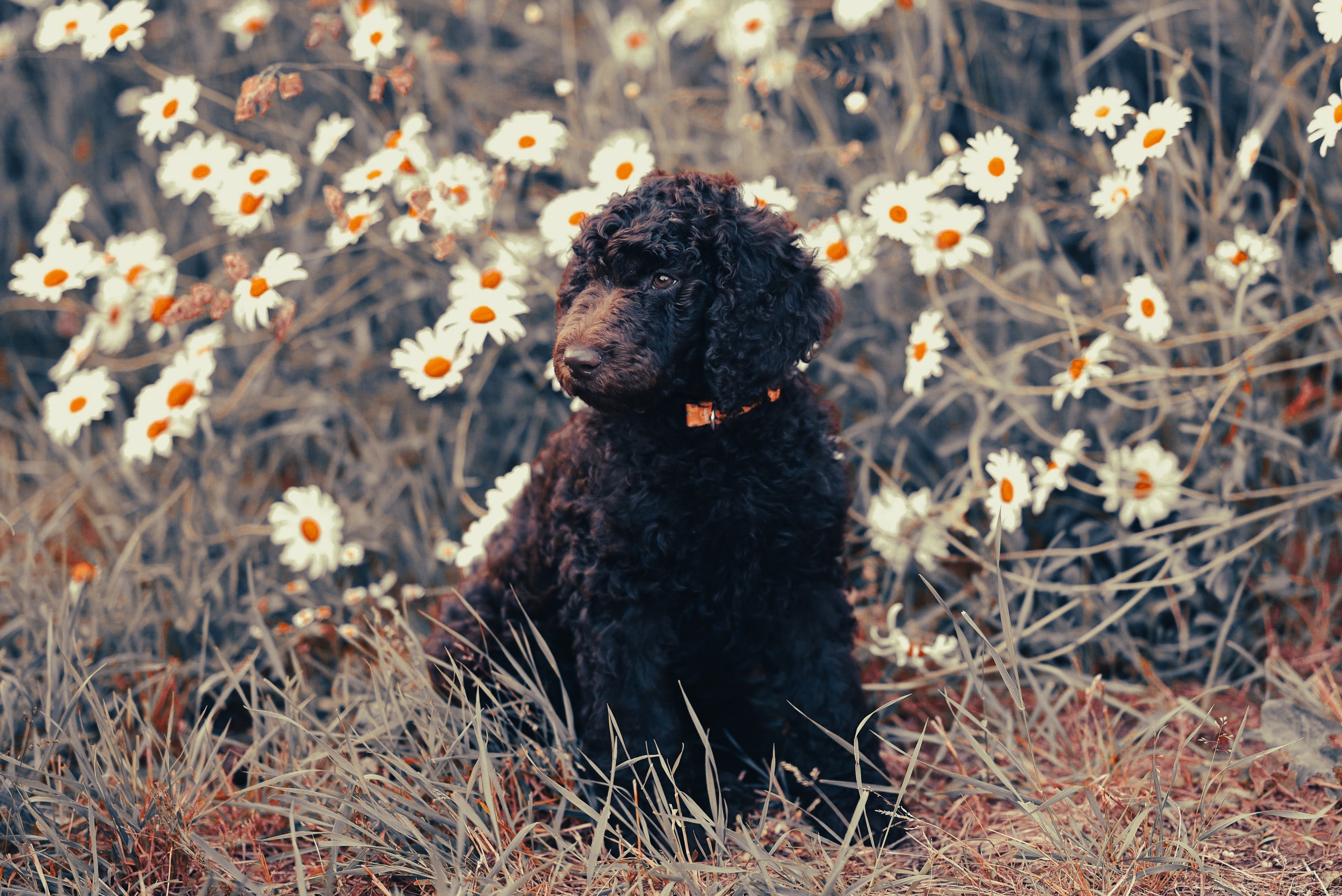 Murray River Retriever: Breed Guide — Temperament, Care & Fun Facts