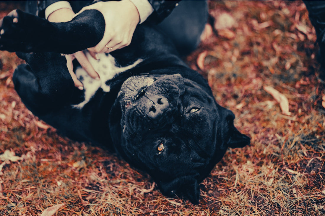 Neapolitan Mastiff: Breed Guide — Temperament, Care & Fun Facts