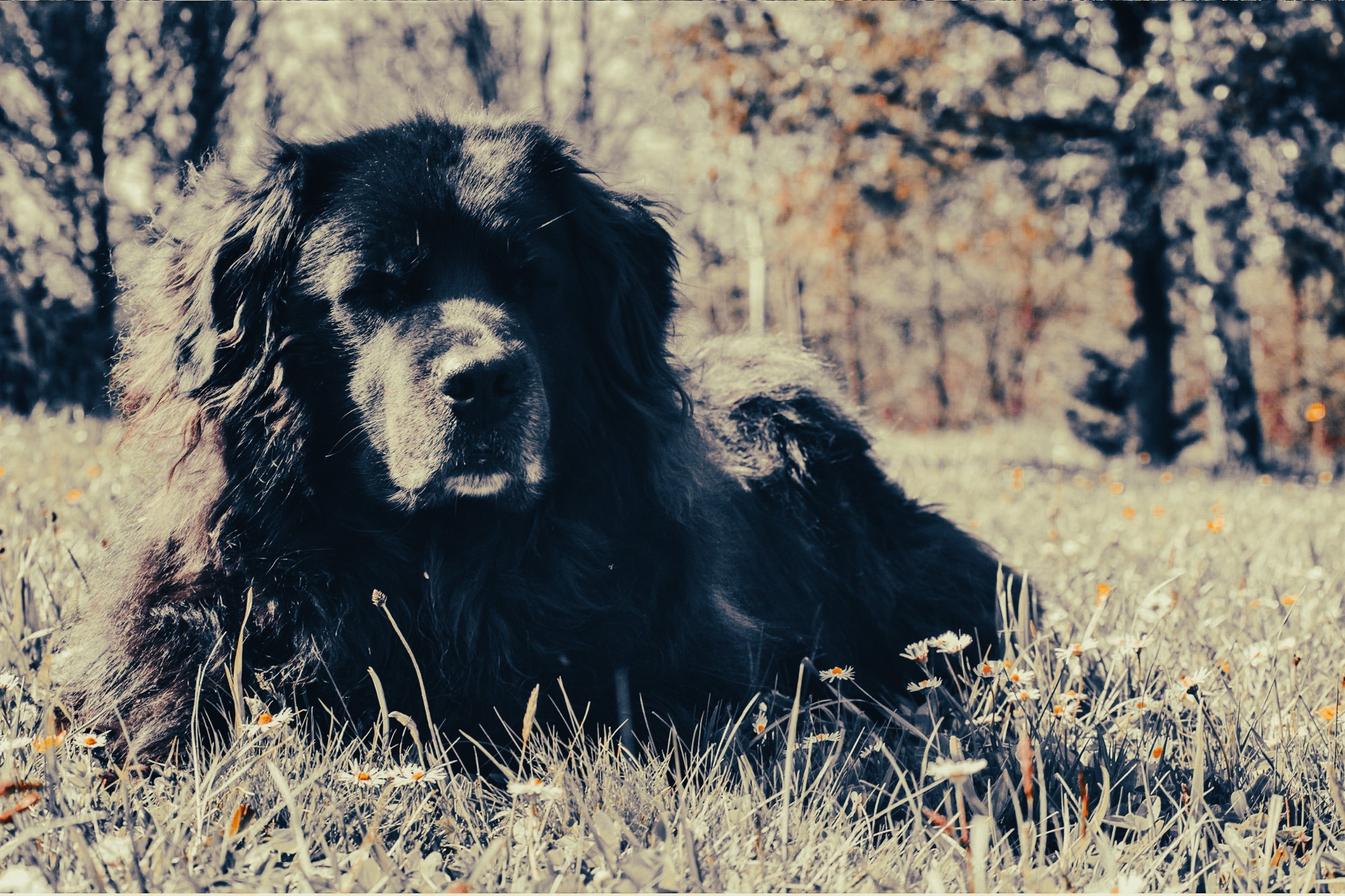 Newfoundland: Breed Guide — Temperament, Care & Fun Facts