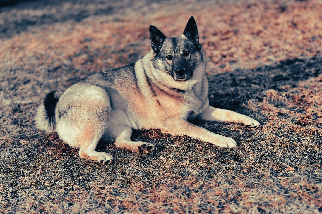 Norwegian Elkhound: Breed Guide — Temperament, Care & Fun Facts