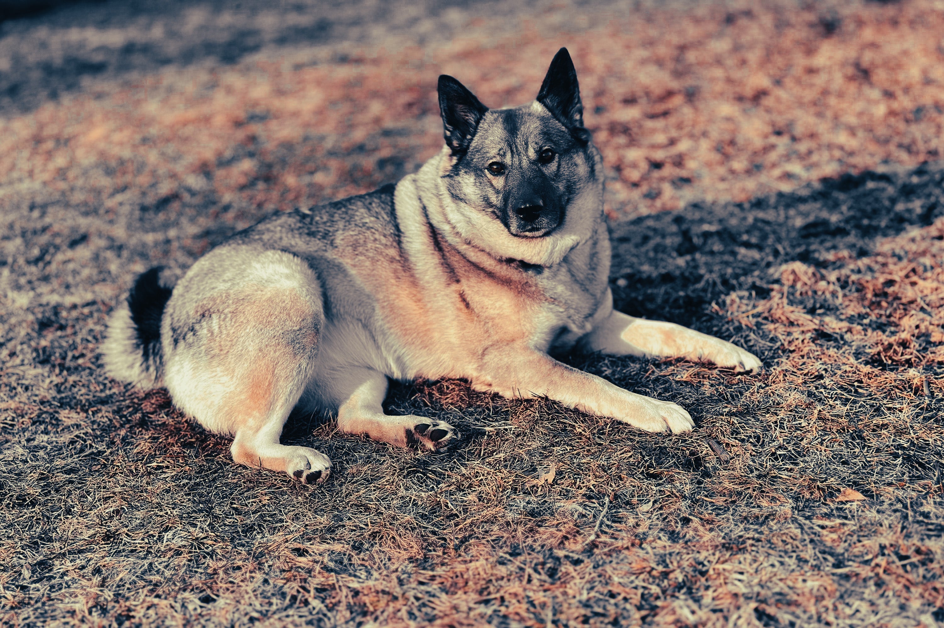 Norwegian Elkhound: Breed Guide — Temperament, Care & Fun Facts