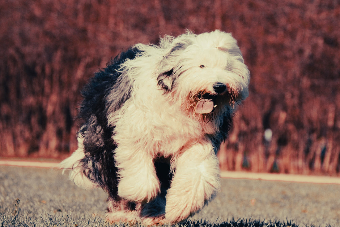 Old English Sheepdog: Breed Guide — Temperament, Care & Fun Facts