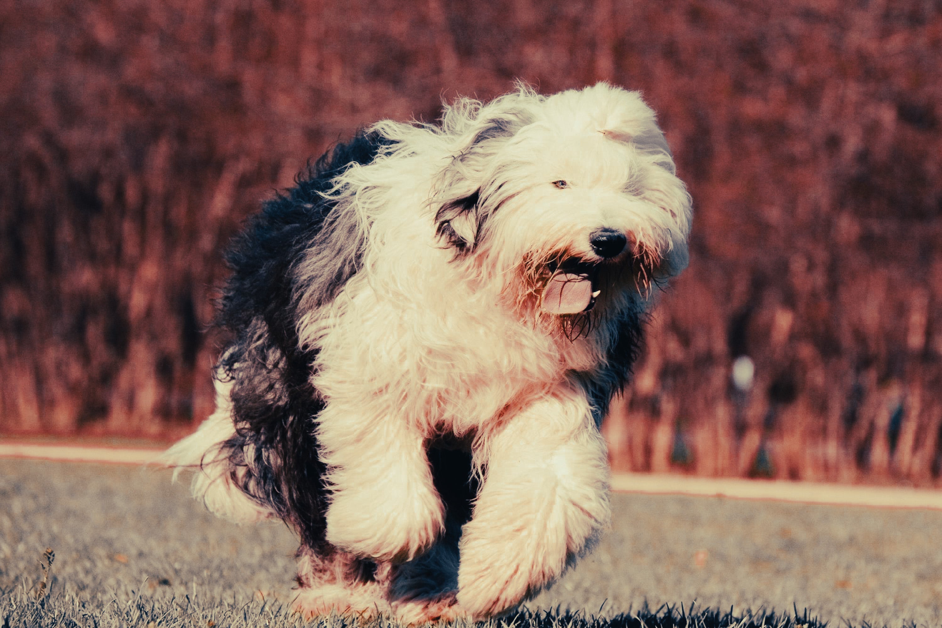 Old English Sheepdog: Breed Guide — Temperament, Care & Fun Facts