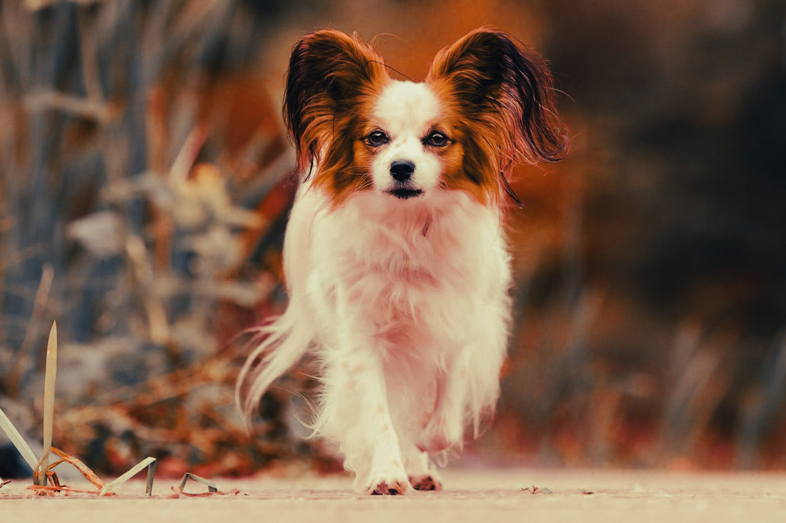 Papillon: Breed Guide — Temperament, Care & Fun Facts