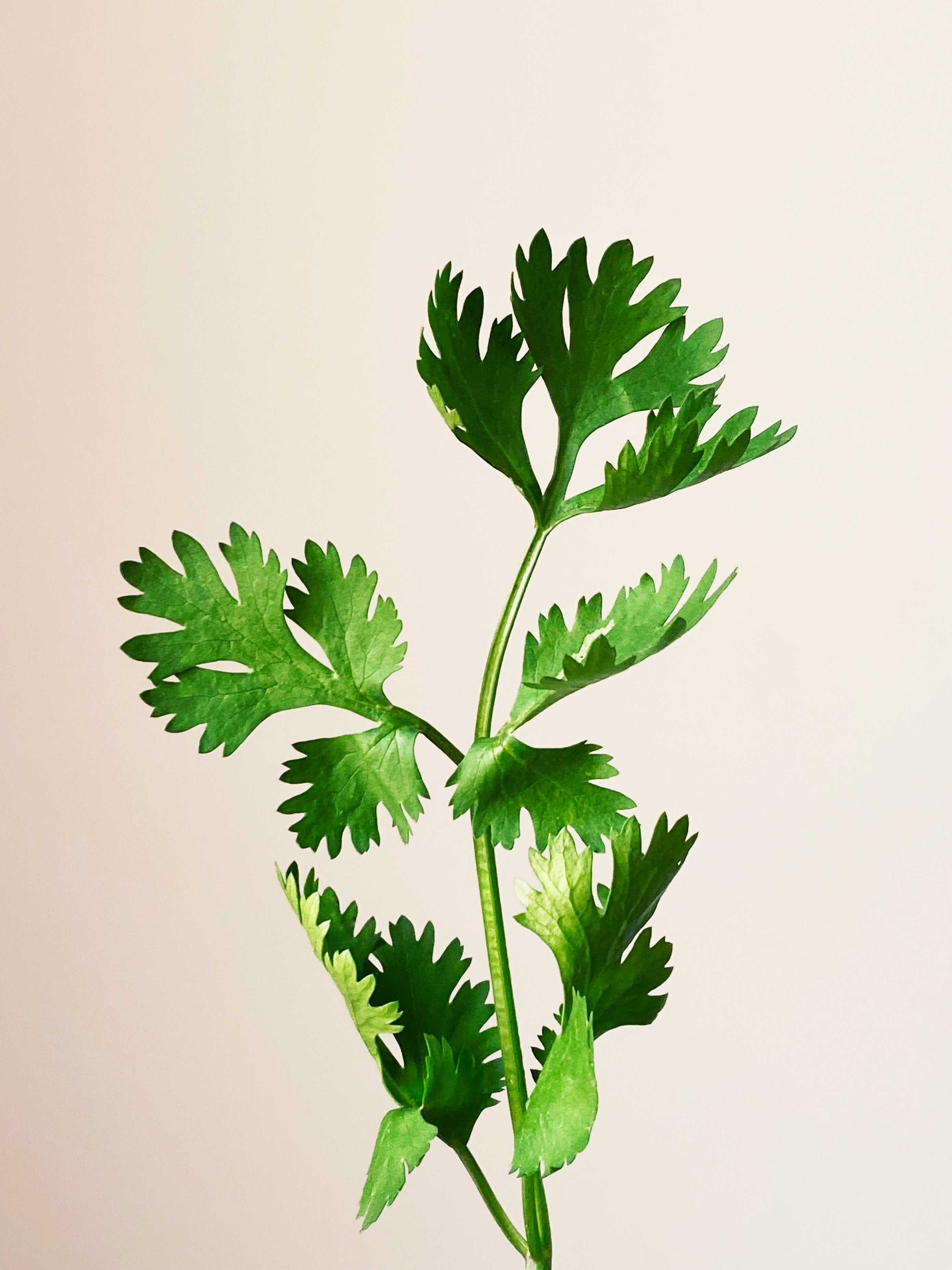 Crunchy Parsley & Mint Fresh Breath Biscuits