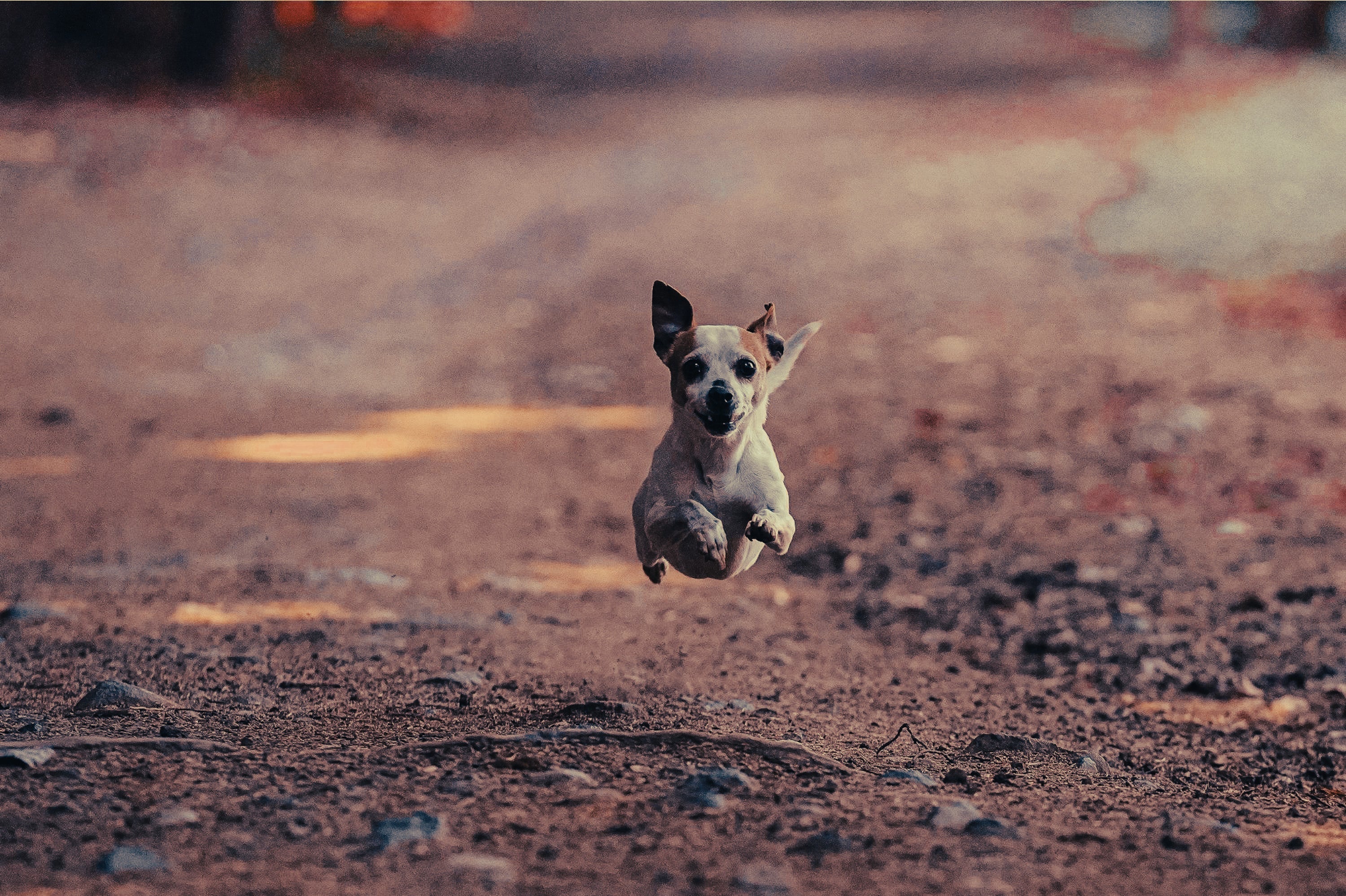 Parson Russell Terrier: Breed Guide — Temperament, Care & Fun Facts