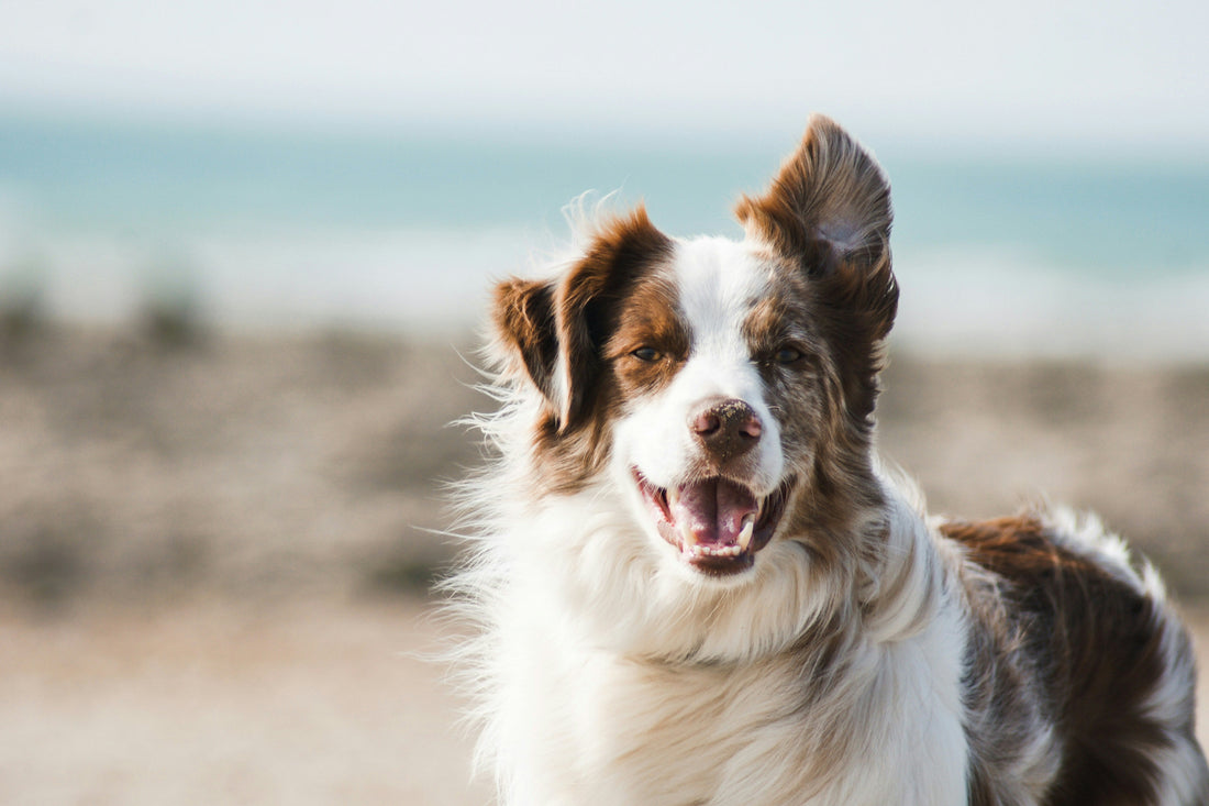 What Can Dogs Eat? The Complete Guide to Safe, Toxic & Allergenic Foods