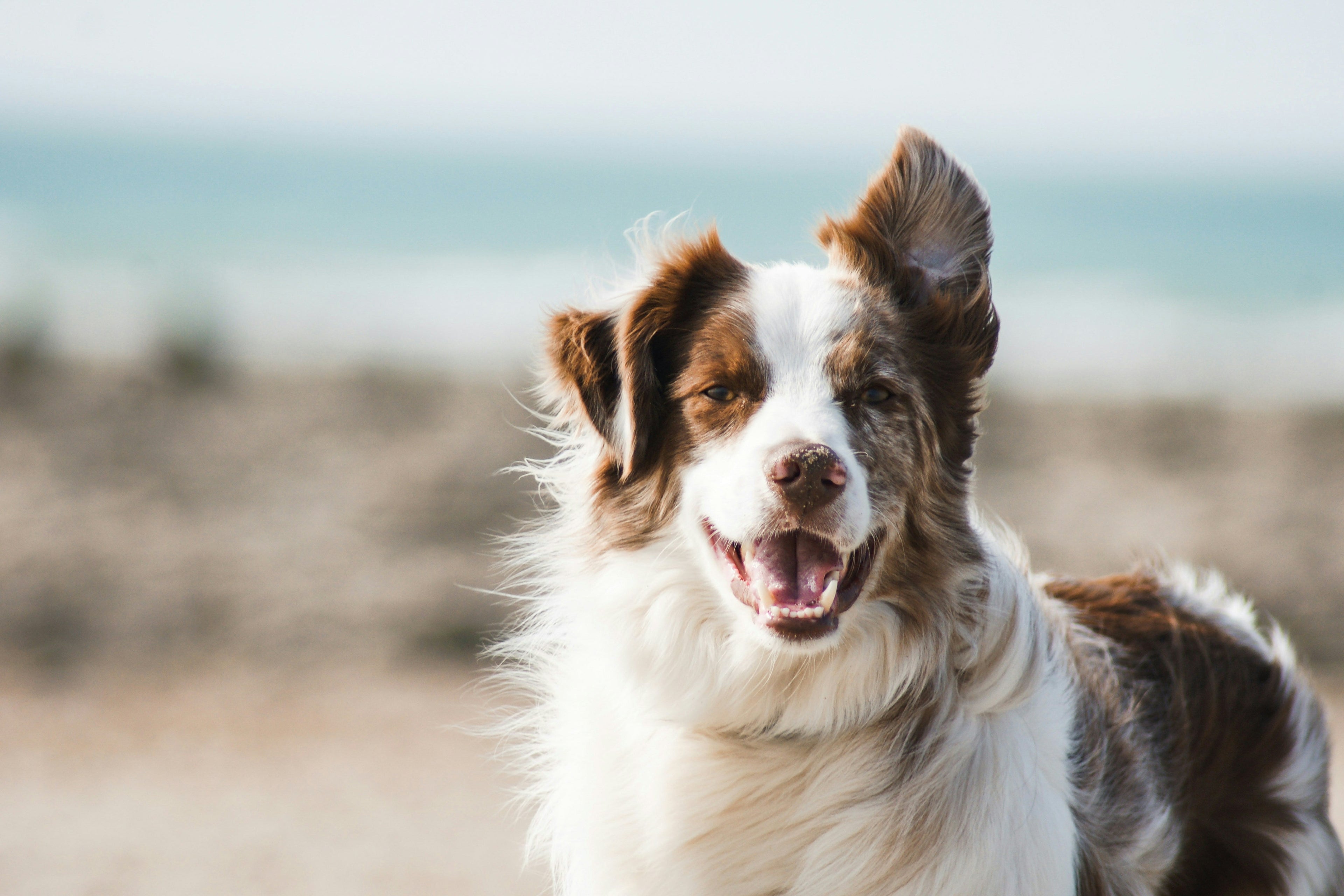 What Can Dogs Eat? The Complete Guide to Safe, Toxic & Allergenic Foods