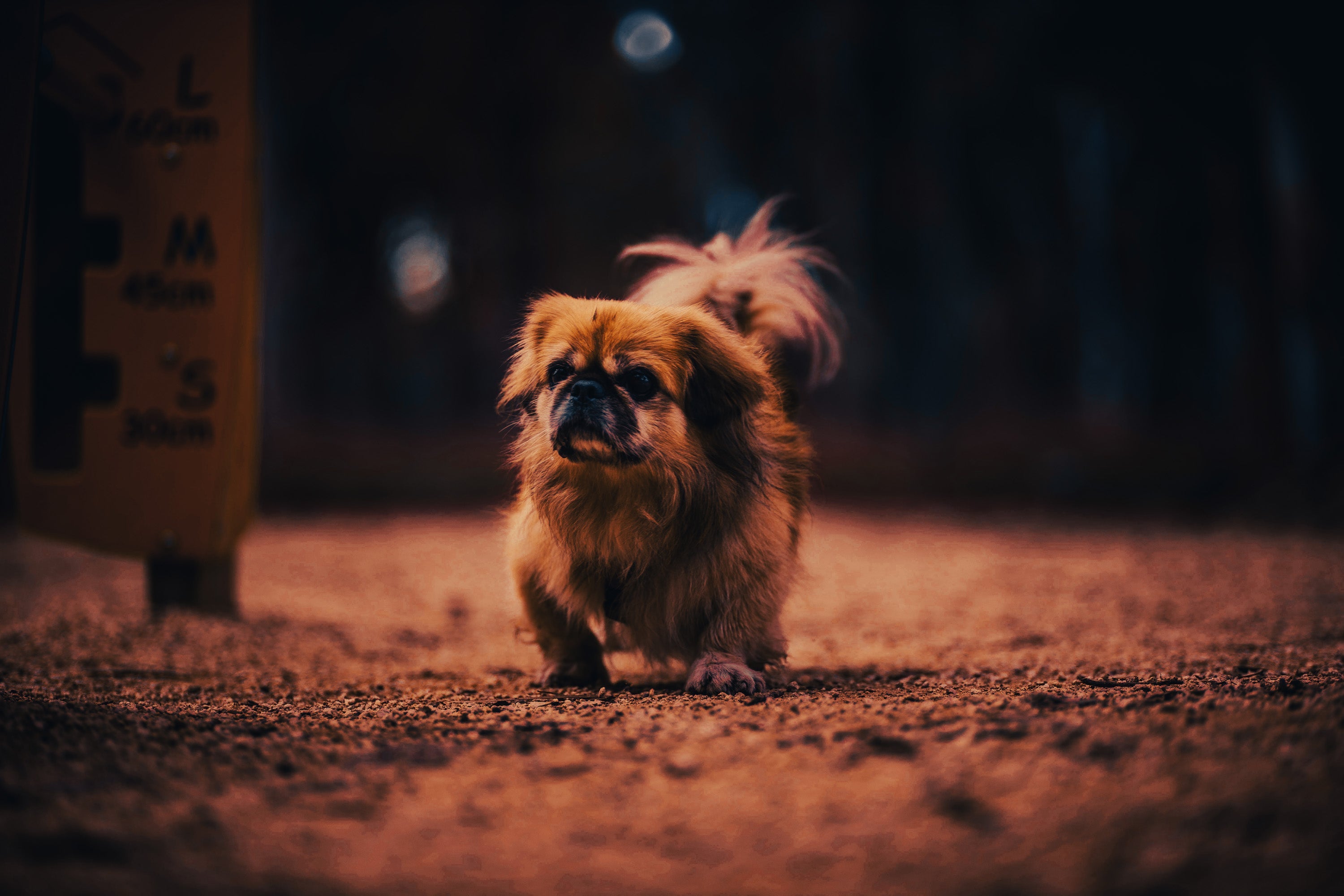 Pekingese: Breed Guide — Temperament, Care & Fun Facts