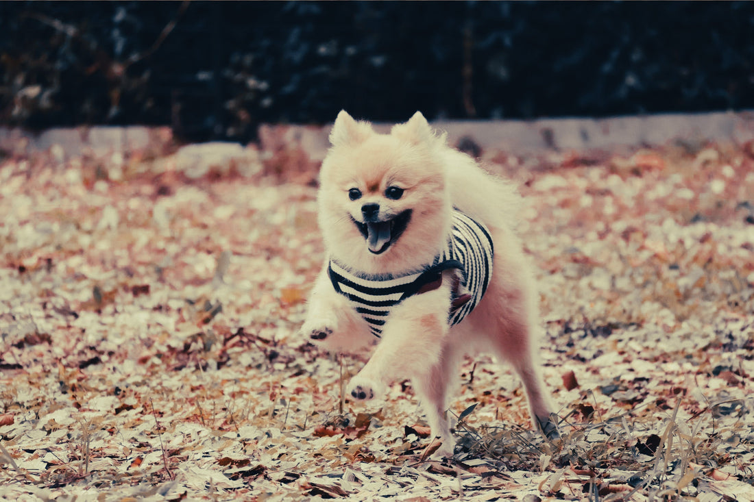 Pomeranian: Breed Guide — Temperament, Care & Fun Facts