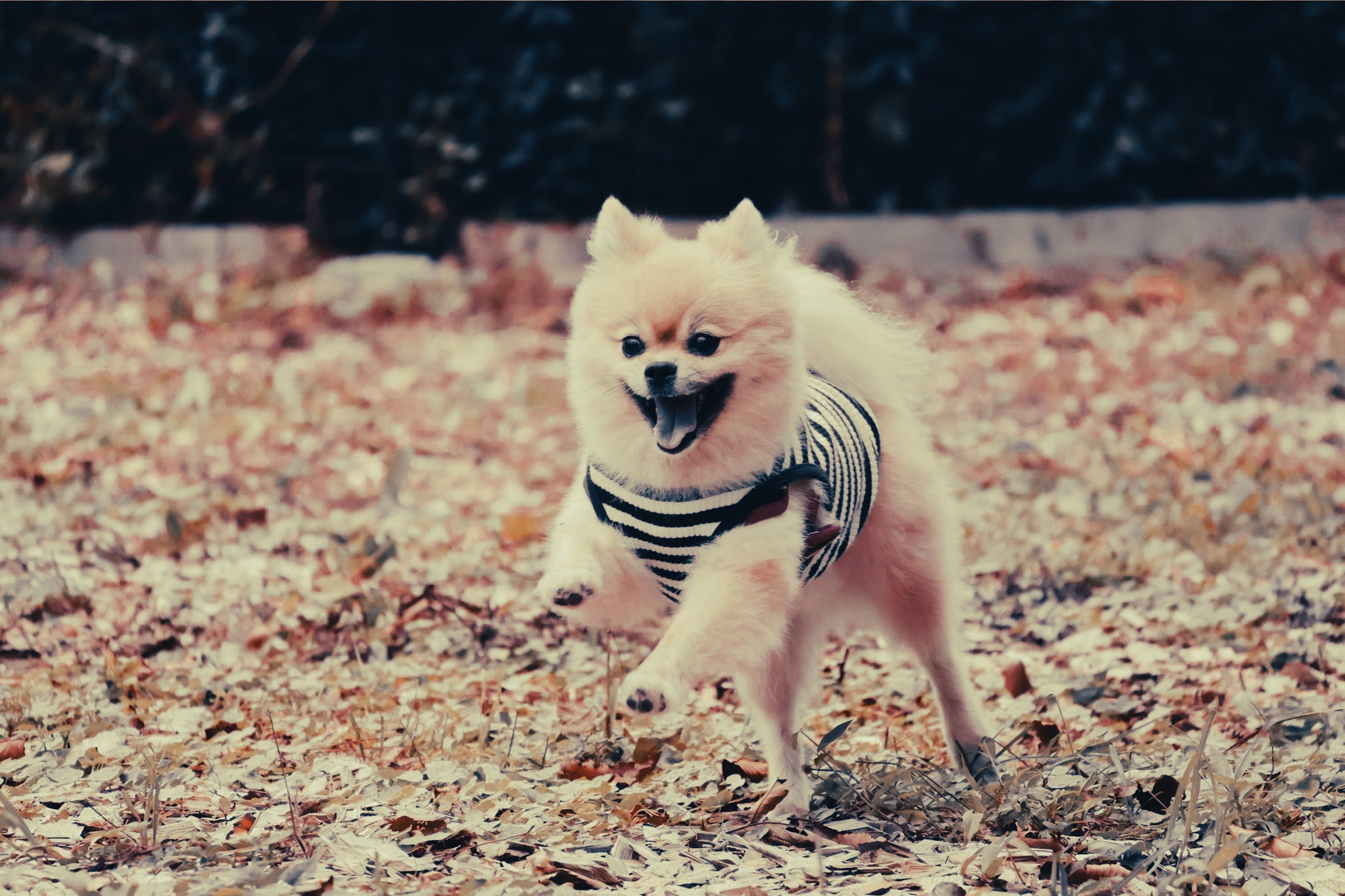 Pomeranian: Breed Guide — Temperament, Care & Fun Facts