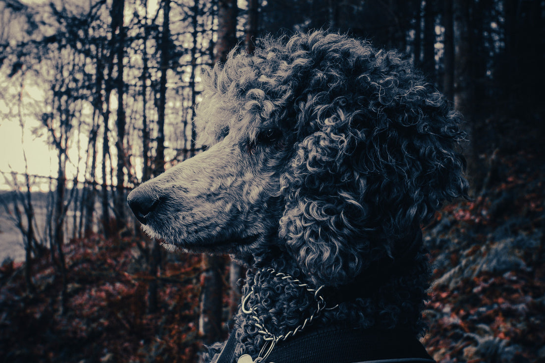 Poodle: Breed Guide — Temperament, Care & Fun Facts