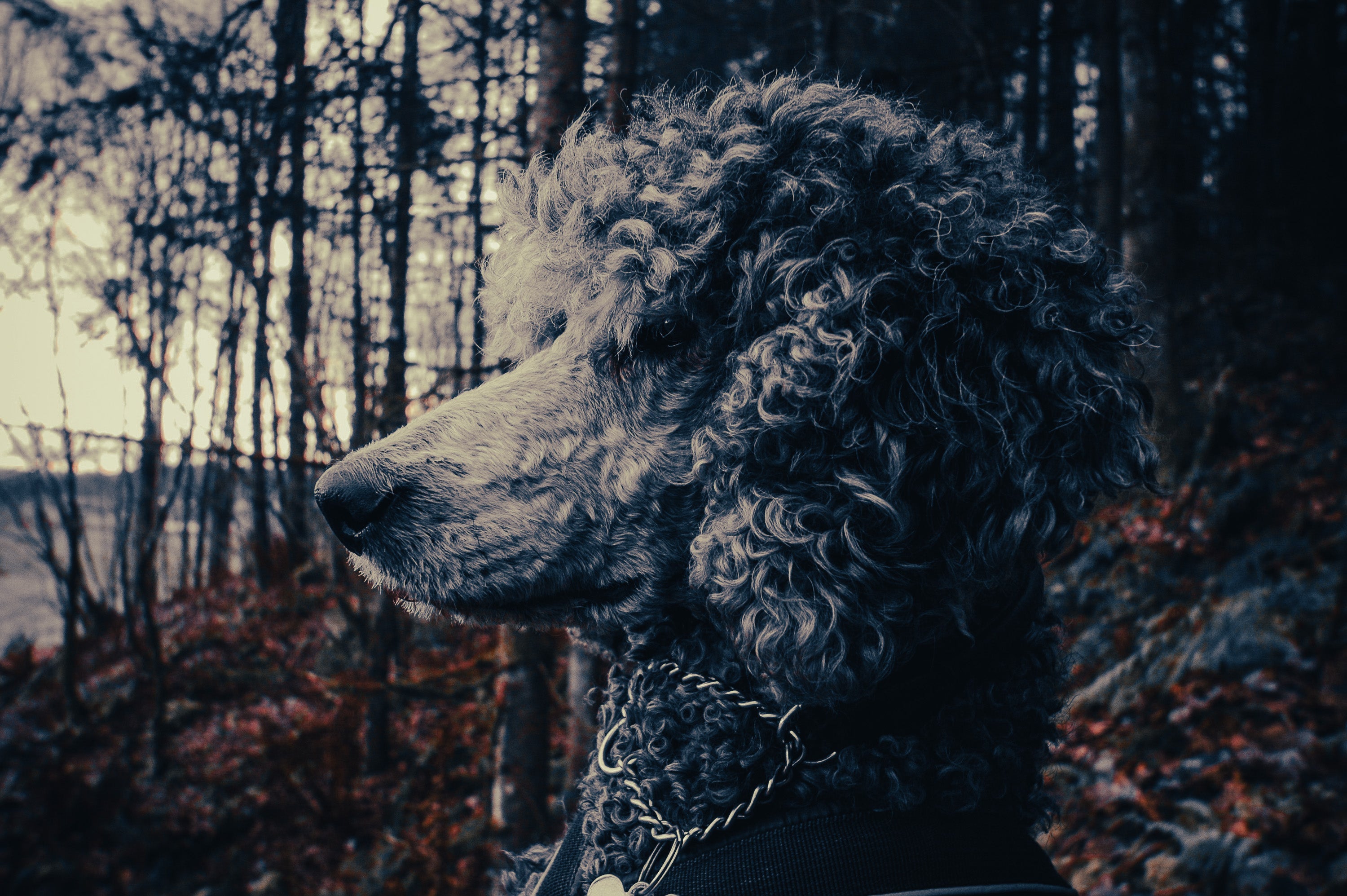 Poodle: Breed Guide — Temperament, Care & Fun Facts