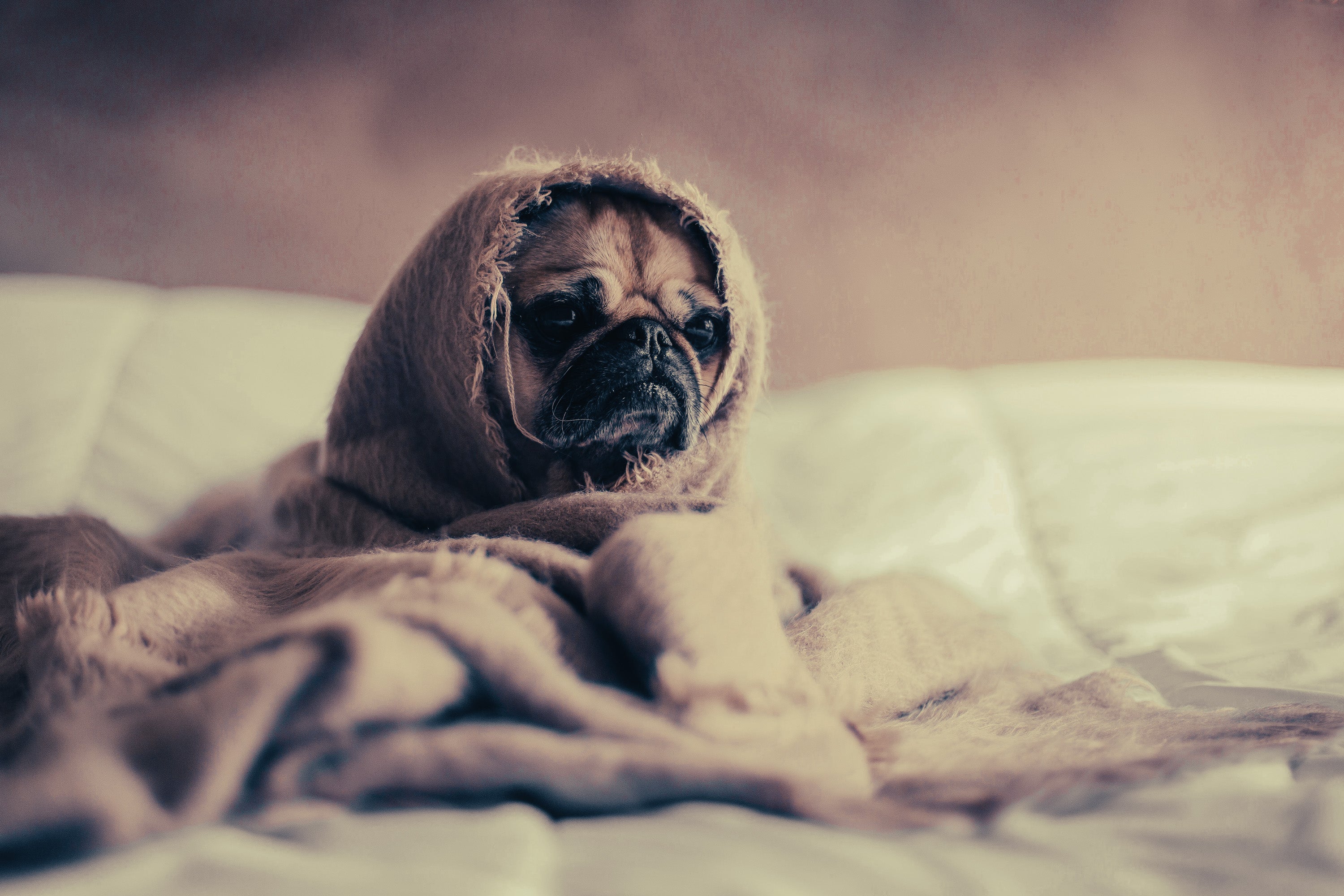 Pug: Breed Guide — Temperament, Care & Fun Facts