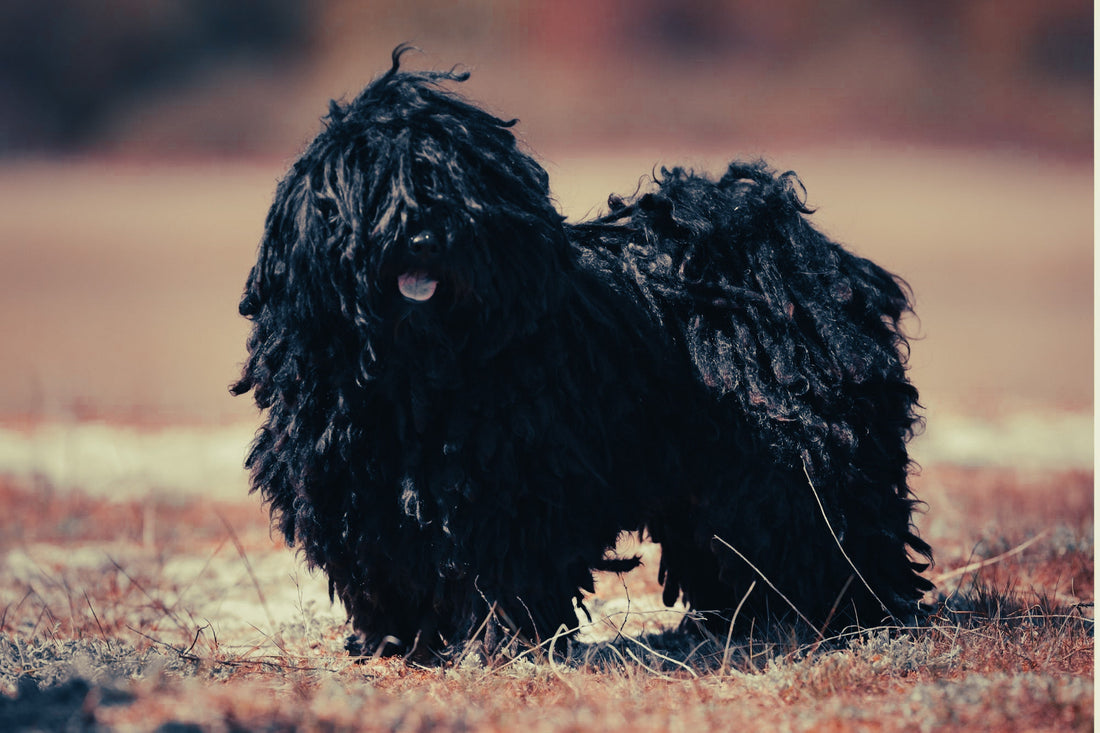 Puli: Breed Guide — Temperament, Care & Fun Facts