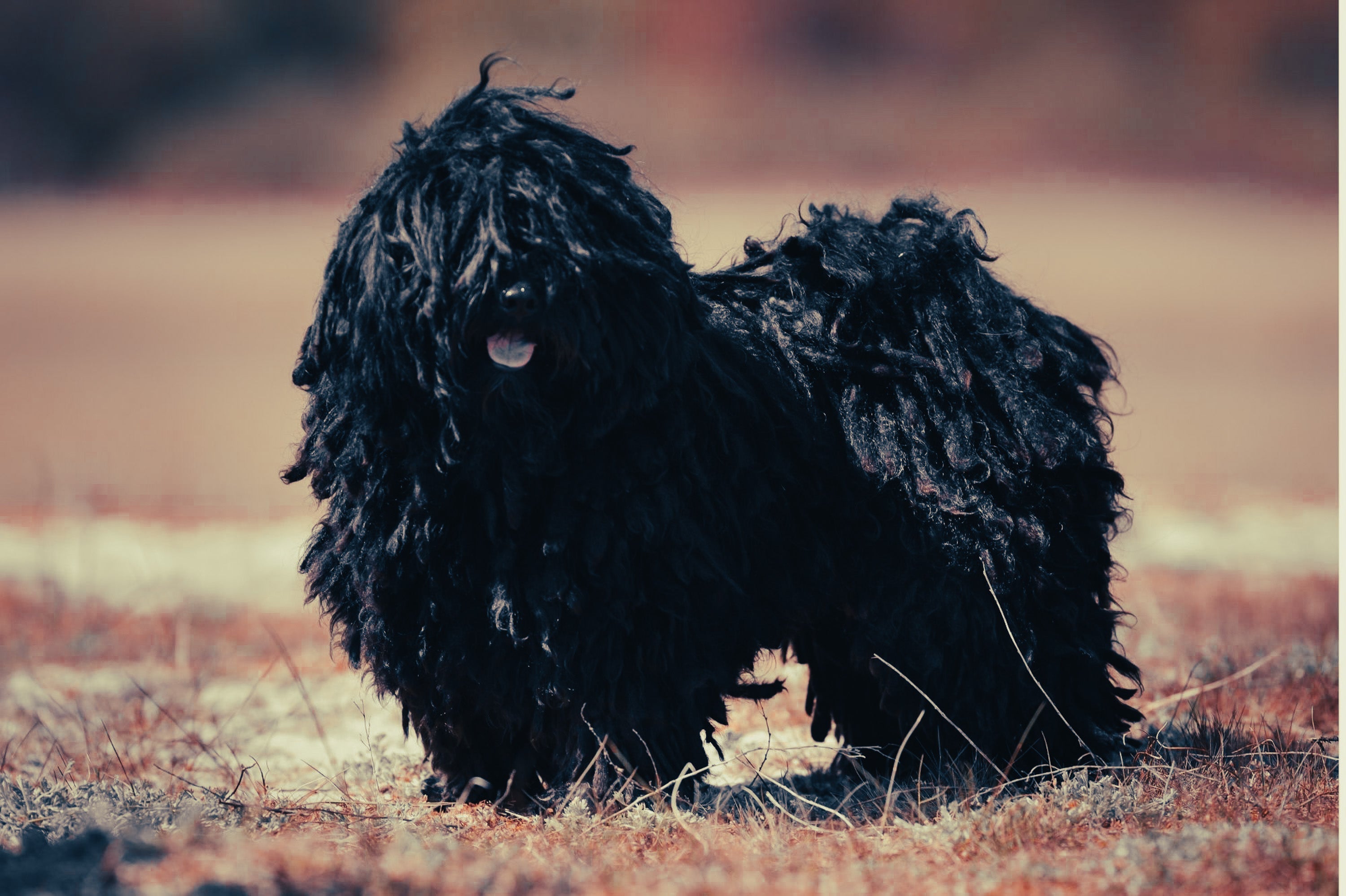 Puli: Breed Guide — Temperament, Care & Fun Facts