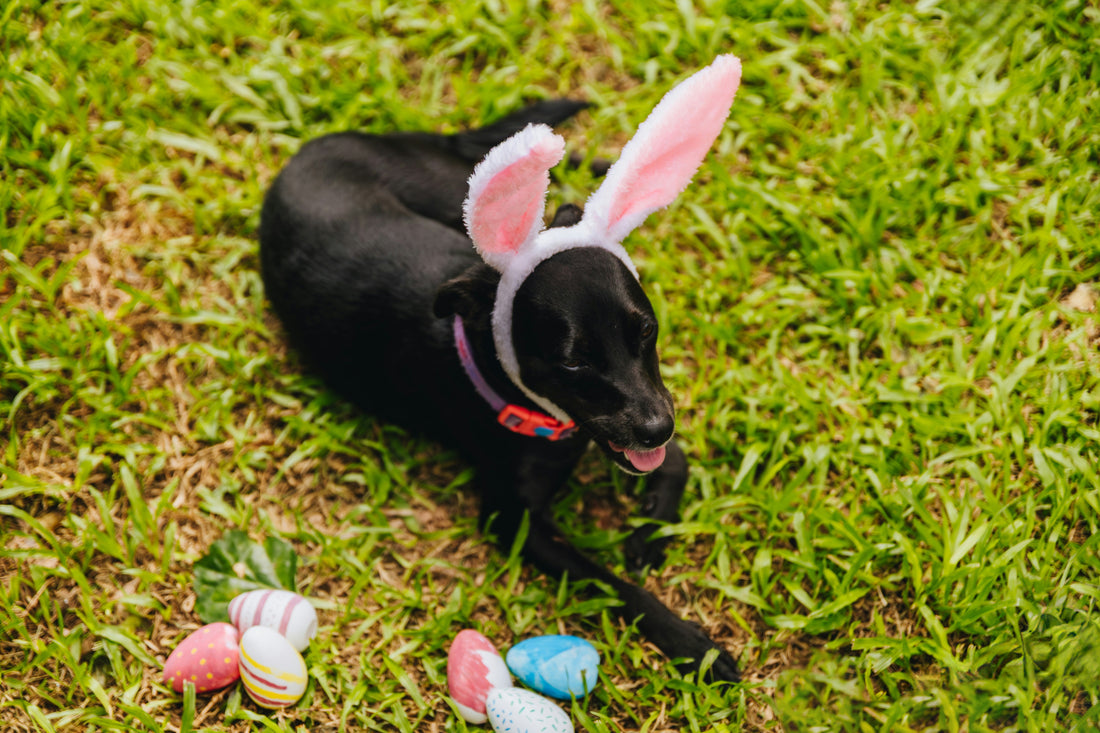 Easter and Dogs: What's Safe and What's Not