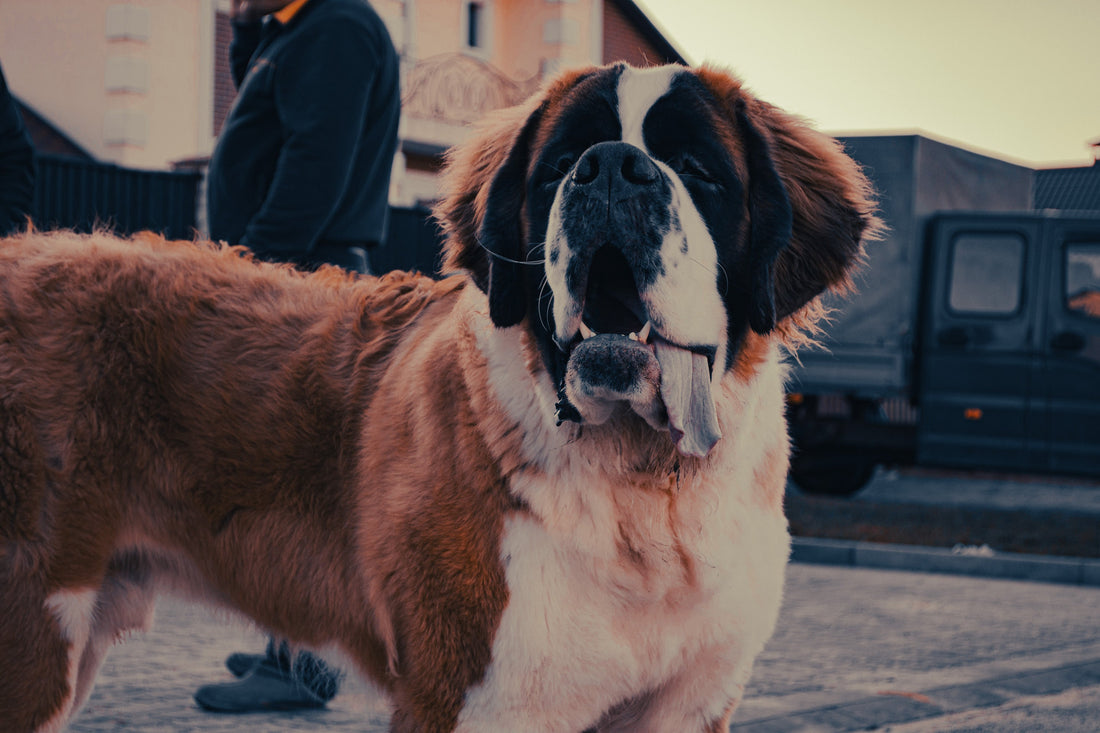 Saint Bernard: Breed Guide — Temperament, Care & Fun Facts