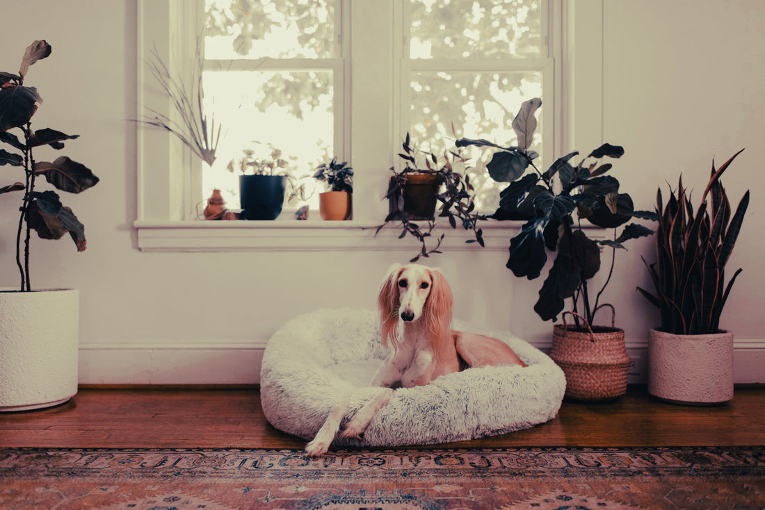 Saluki: Breed Guide — Temperament, Care & Fun Facts