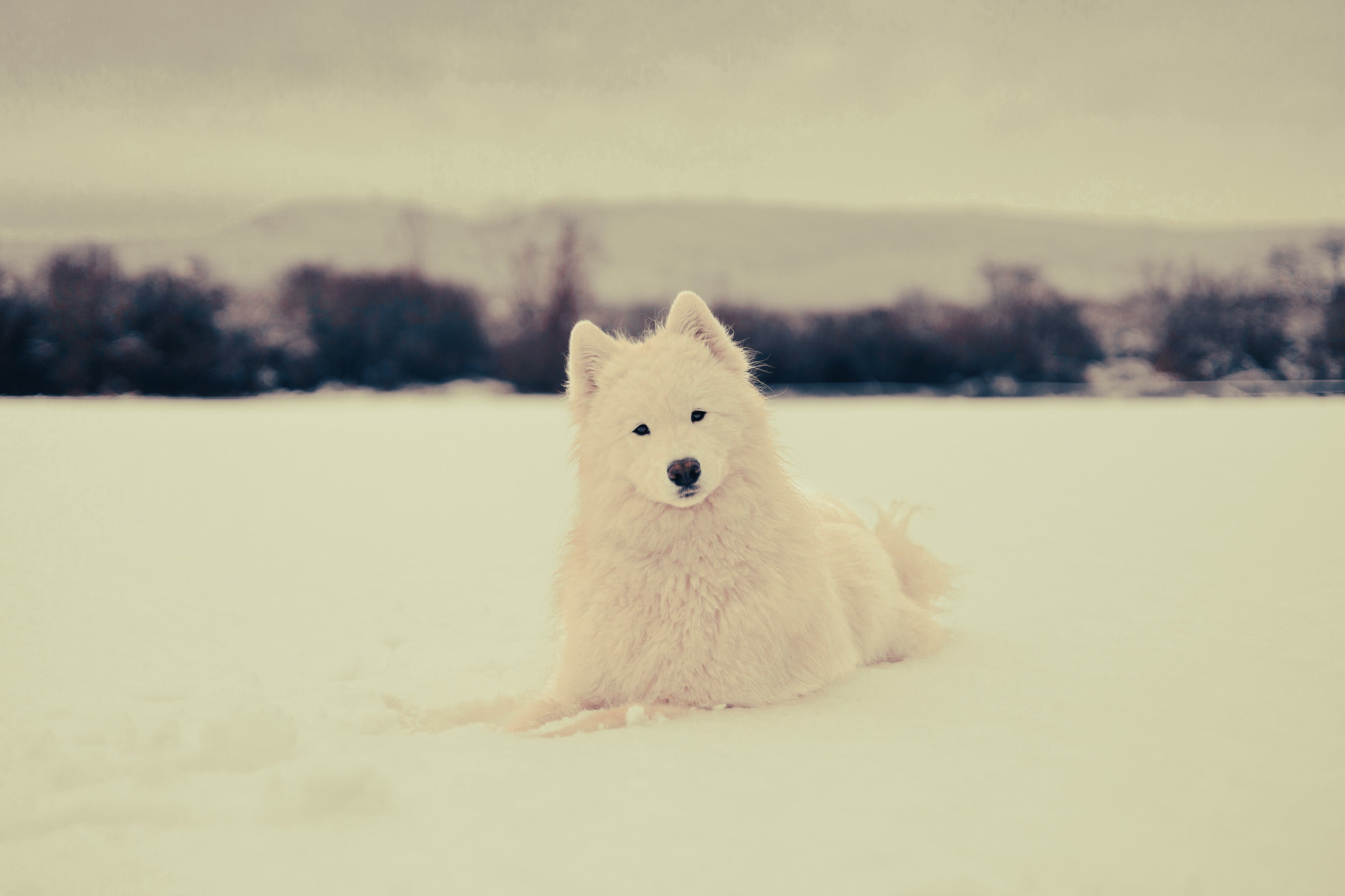 Samoyed: Breed Guide — Temperament, Care & Fun Facts