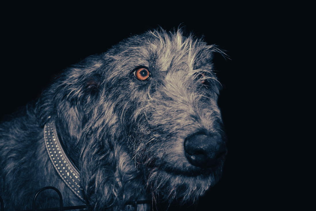 Scottish Deerhound: Breed Guide — Temperament, Care & Fun Facts