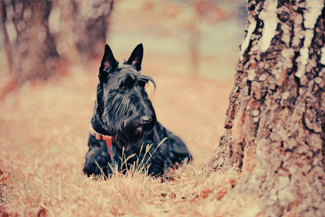 Scottish Terrier: Breed Guide — Temperament, Care & Fun Facts