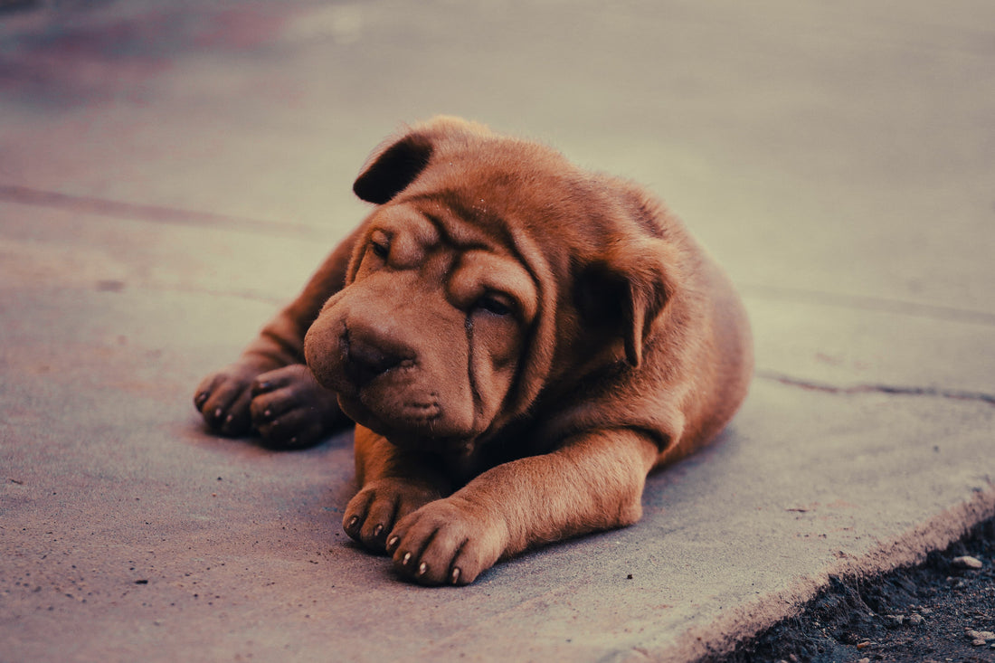 Shar Pei: Breed Guide — Temperament, Care & Fun Facts